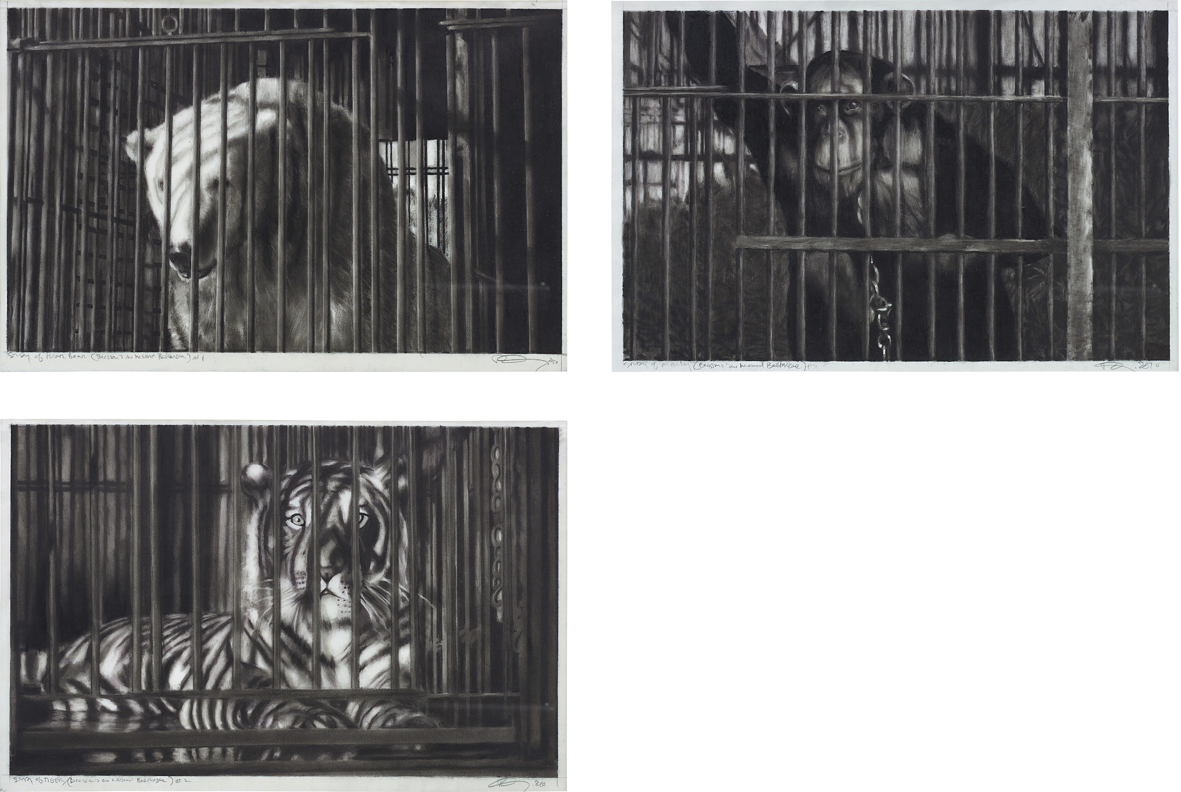 Robert Longo — Study of Polar Bear (Bresson's au hasard Balthazar) #1; Study of Tiger (Bresson's au hasard Balthazar) #2; Study of Monkey (Bresson's au hasard Balthazar) #3