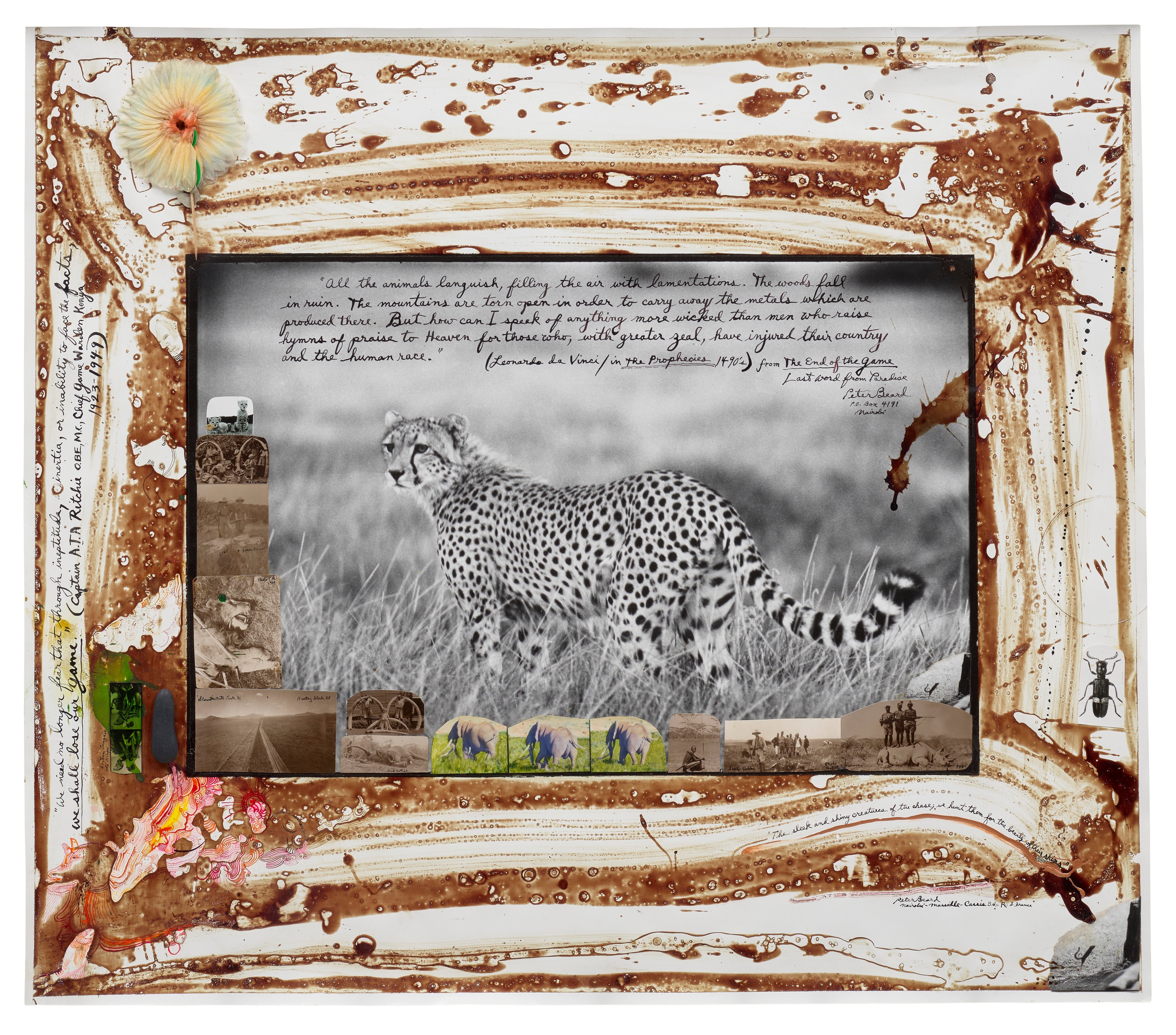 Peter Beard — Single Cheetah