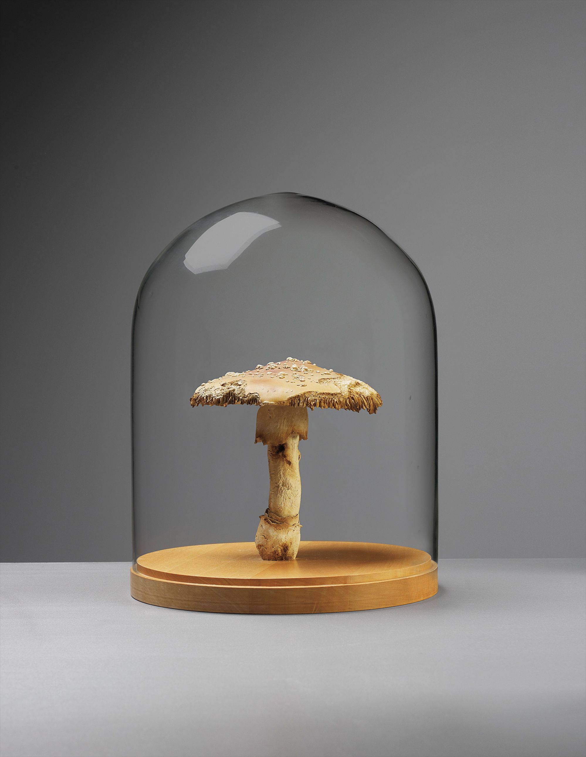 Roxy Paine — Amanita Muscaria #16
