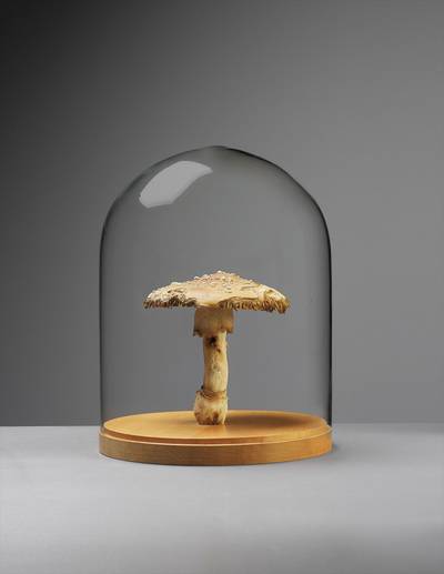 Amanita Muscaria #16