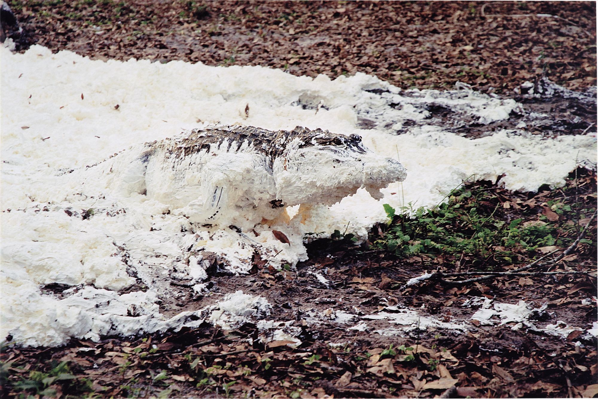 Fffffffffffffffffff one