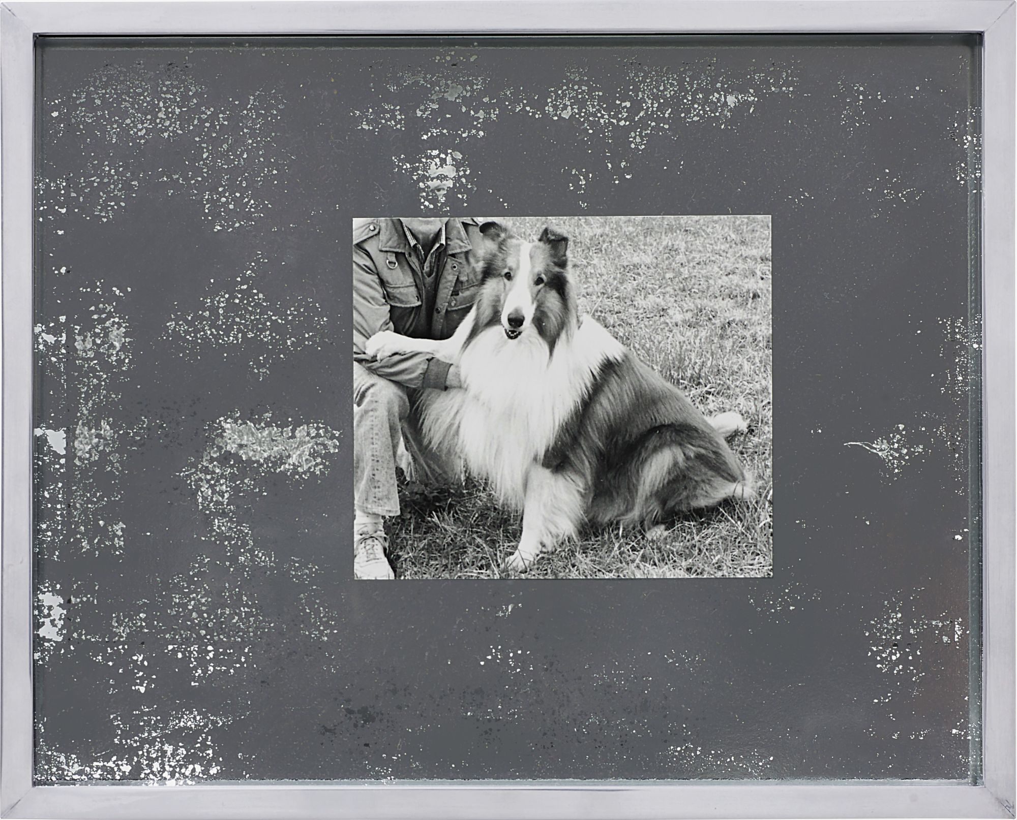 Elad Lassry — Collie (Silver 44)