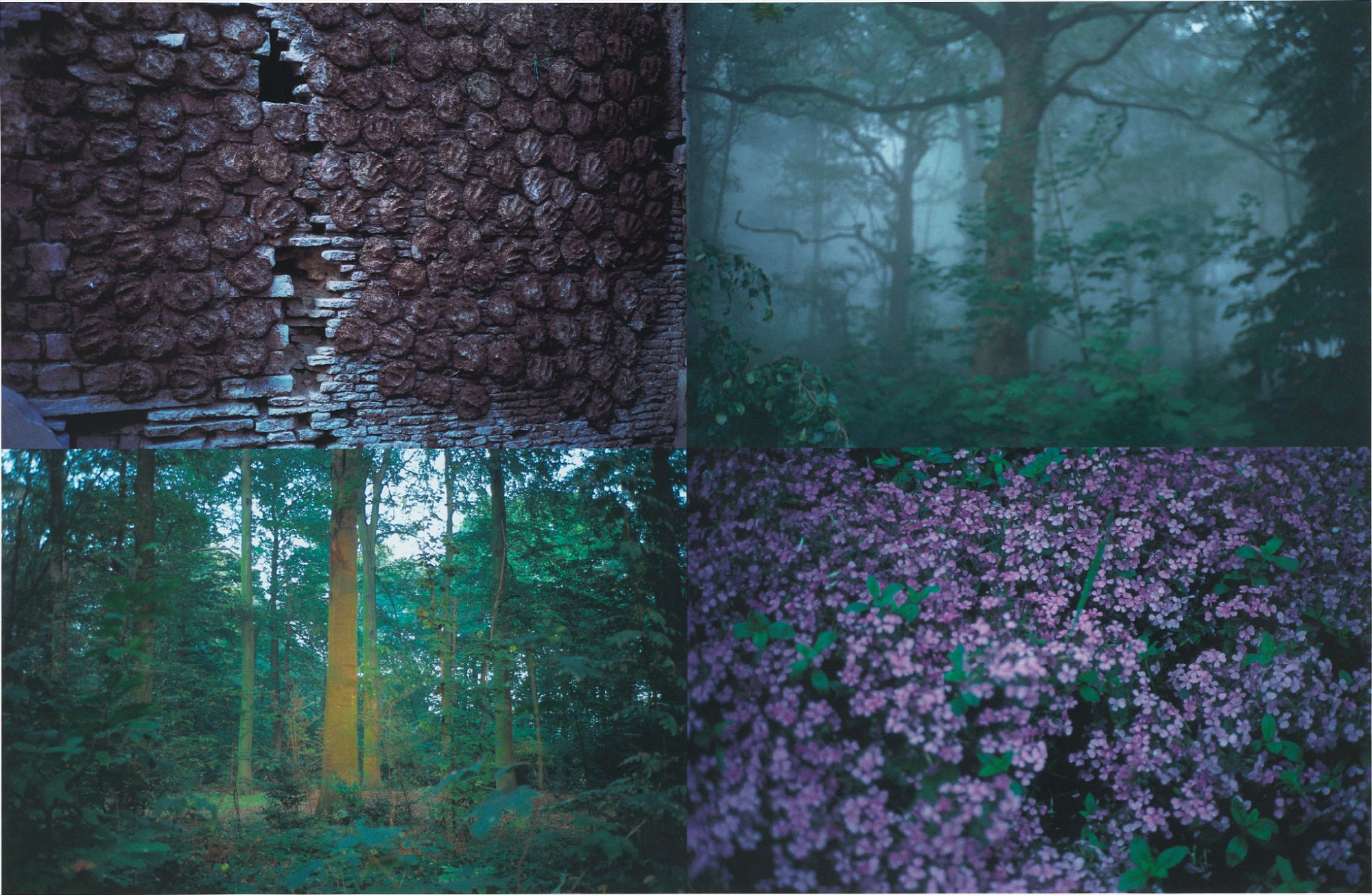 Gabriel Orozco — Follaje (Foliage)