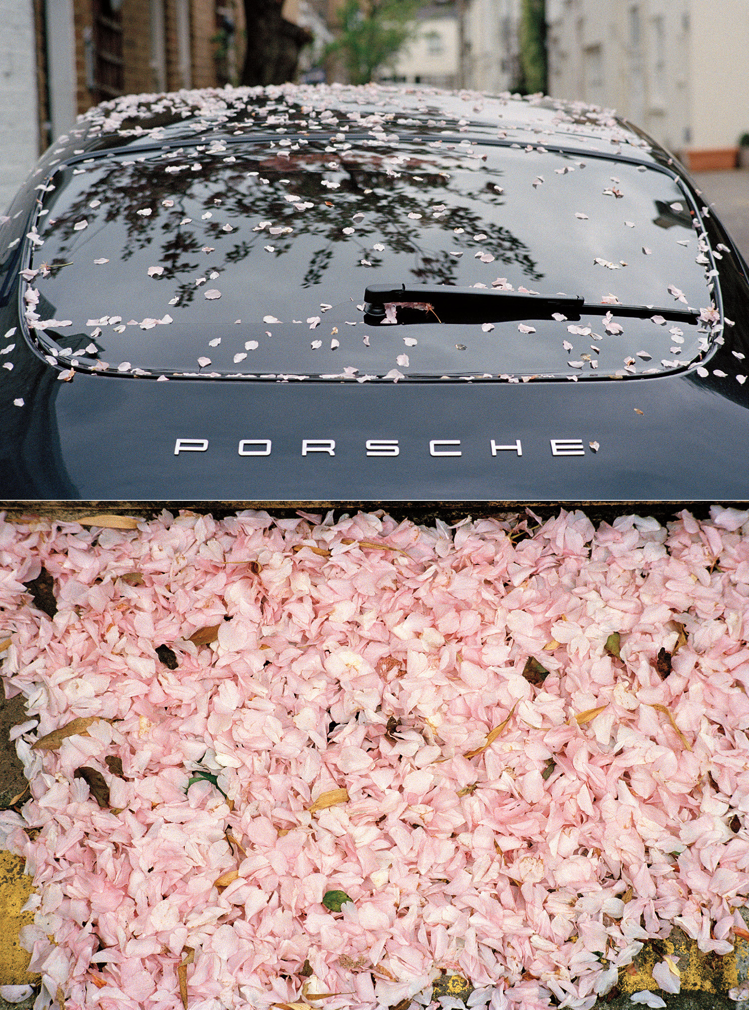 Yulia Lebedeva — Sakura Rain