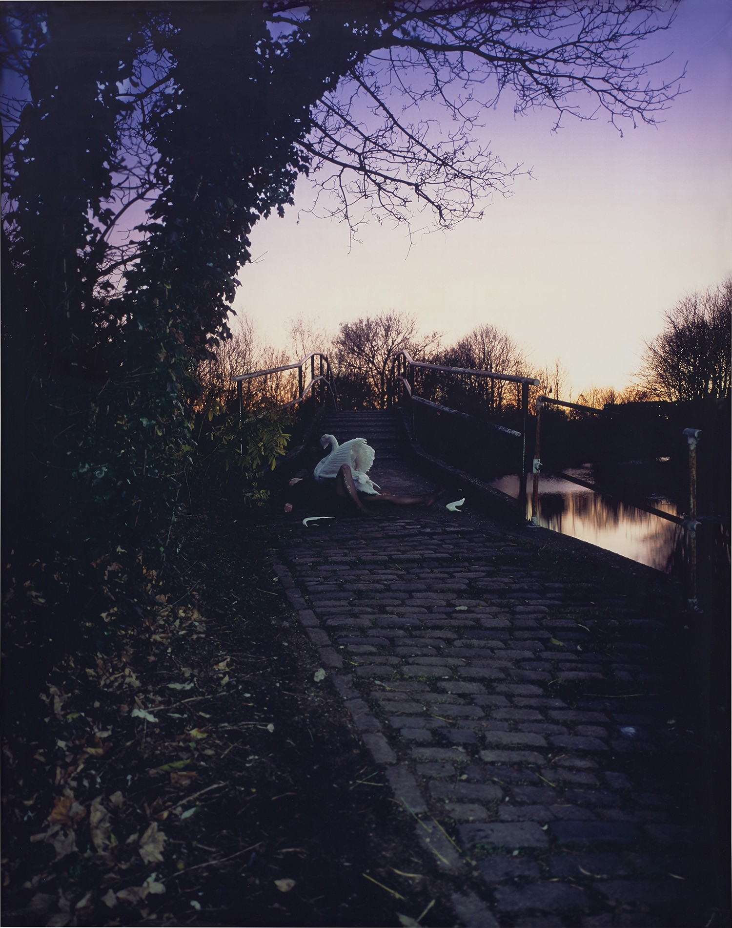 Up Before the Beak, Angry Swan Guards Bridge after Crash