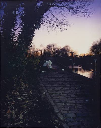 Up Before the Beak, Angry Swan Guards Bridge after Crash