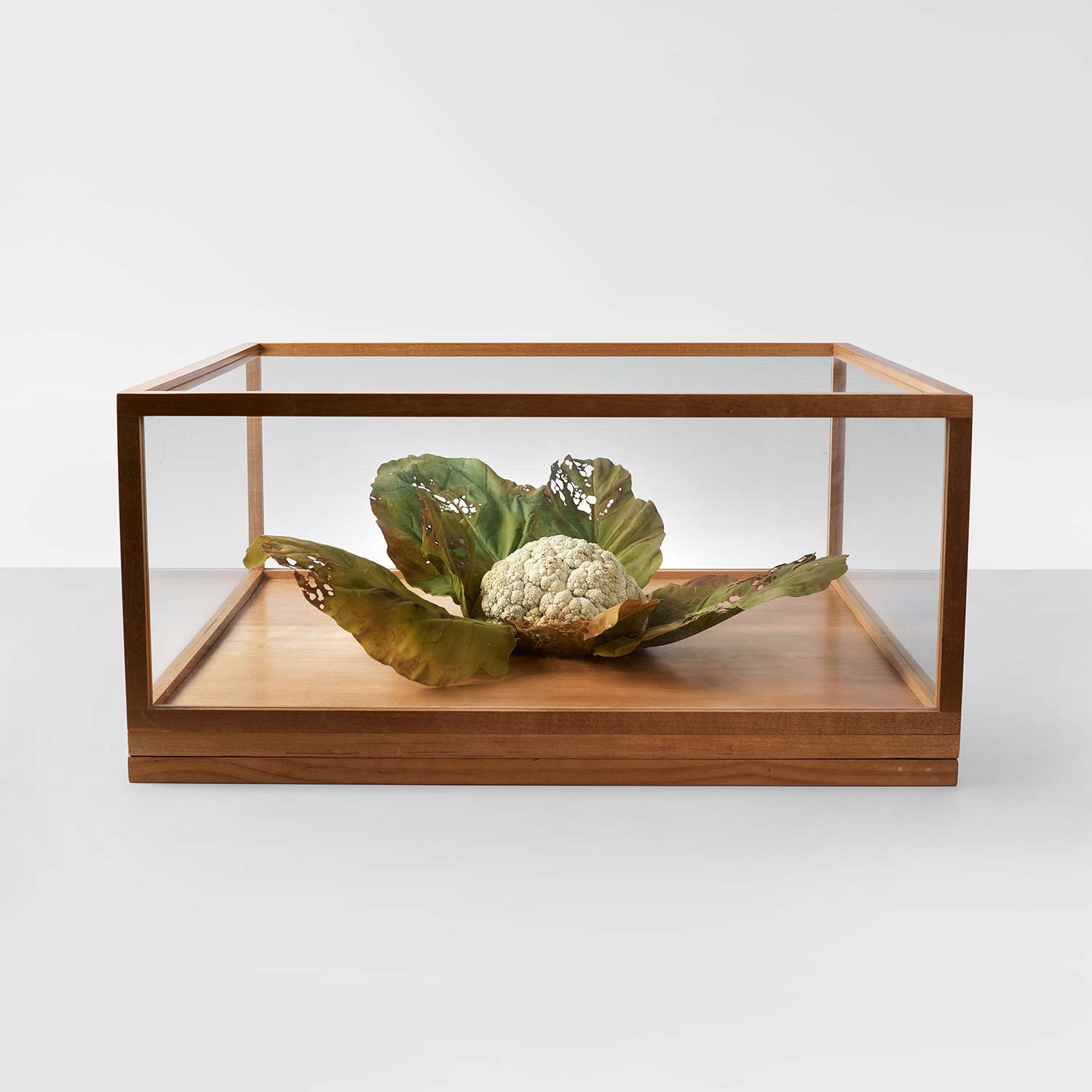 Roxy Paine — Cauliflower