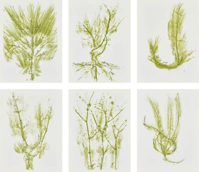 Trentatré Erbe (Thirty-three Herbs)