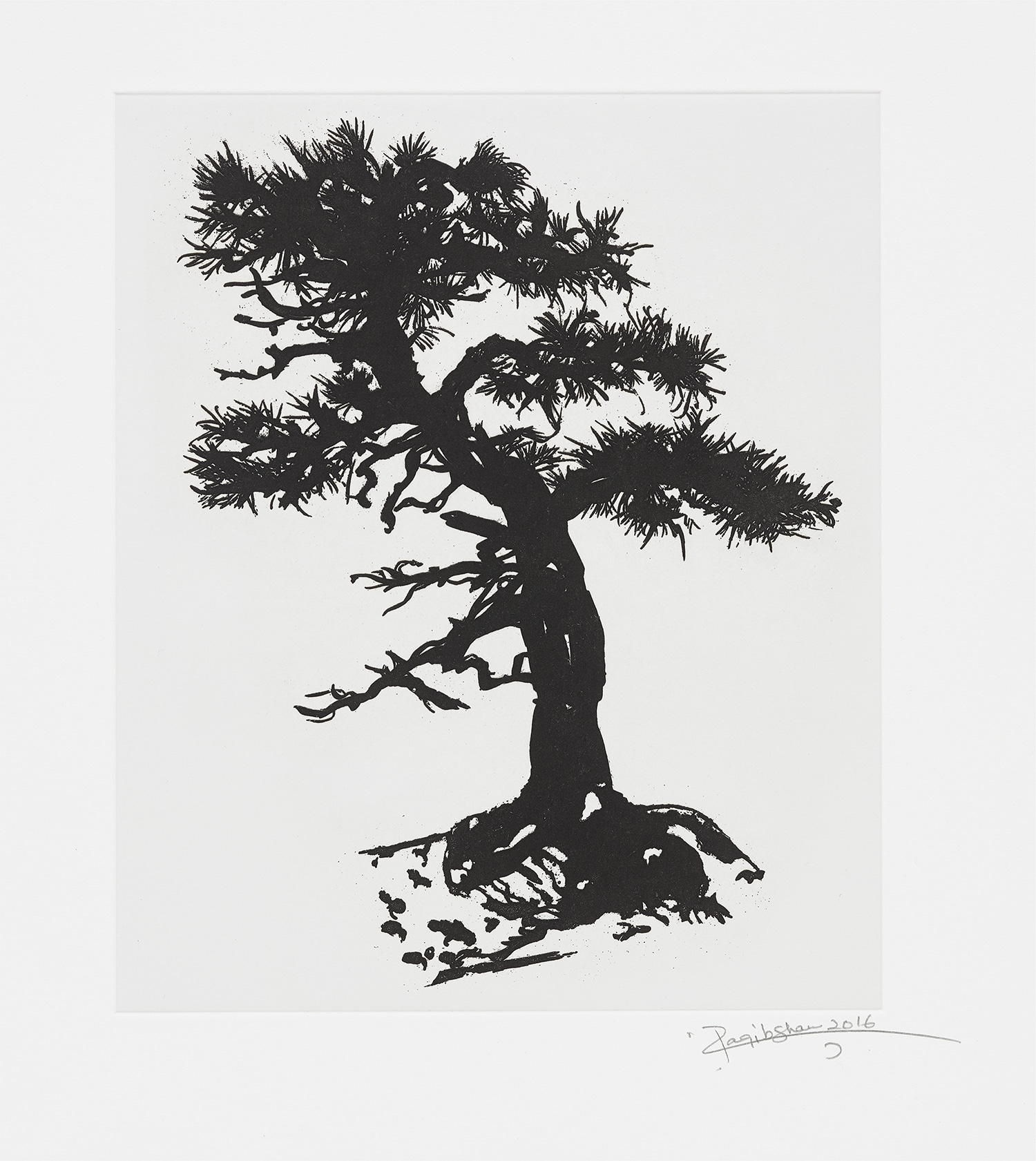 Black Pine Specimen Bonsai at the Sausage Factory, Spring 2016