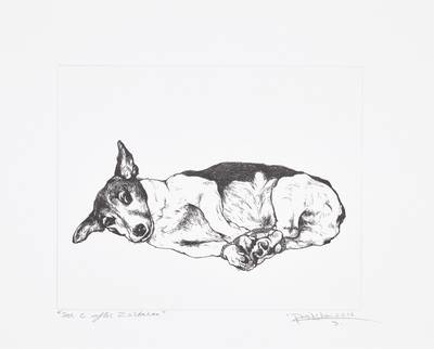 Mr. C after Zurbaran