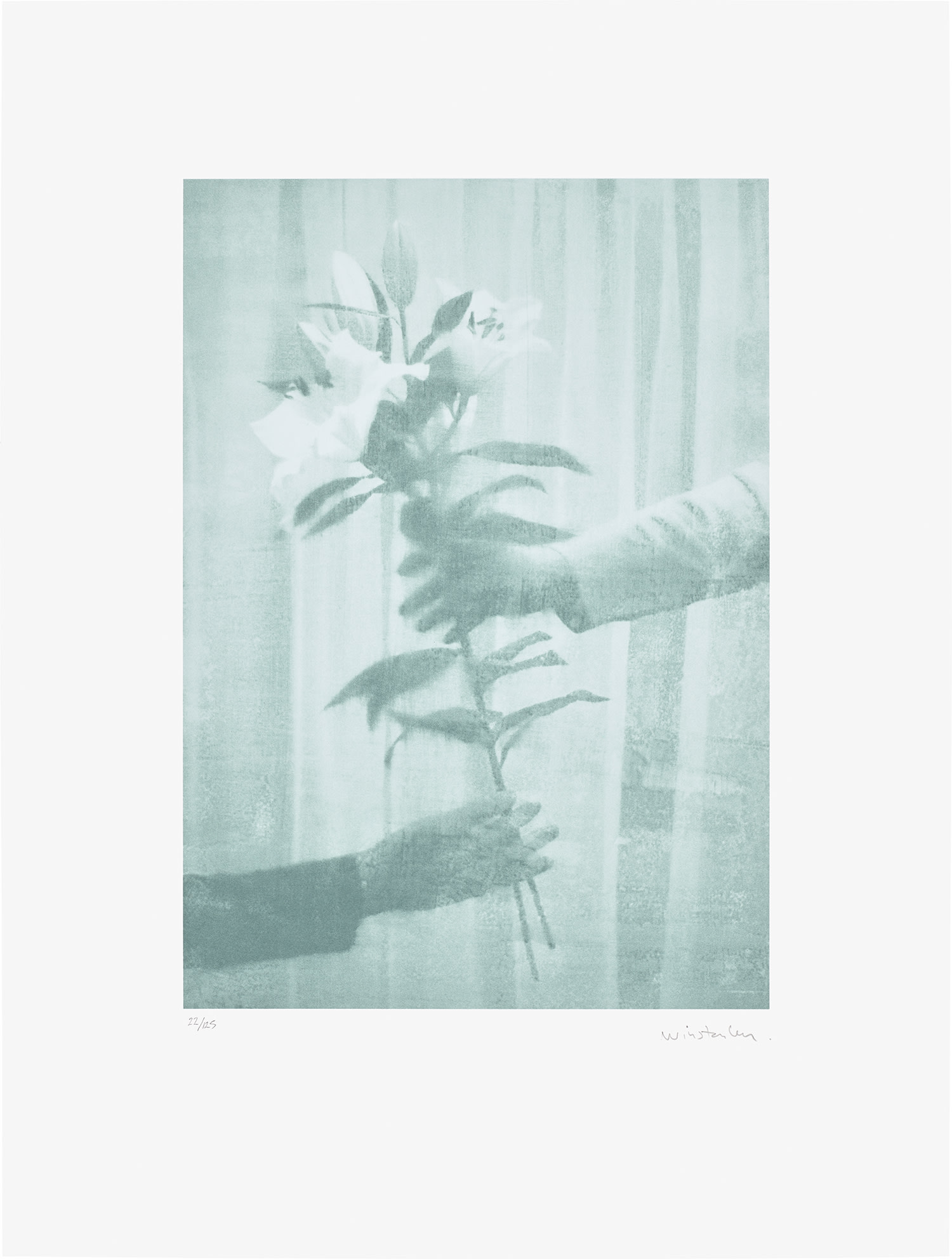 Paul Winstanley — Lilies, from The Help Portfolio