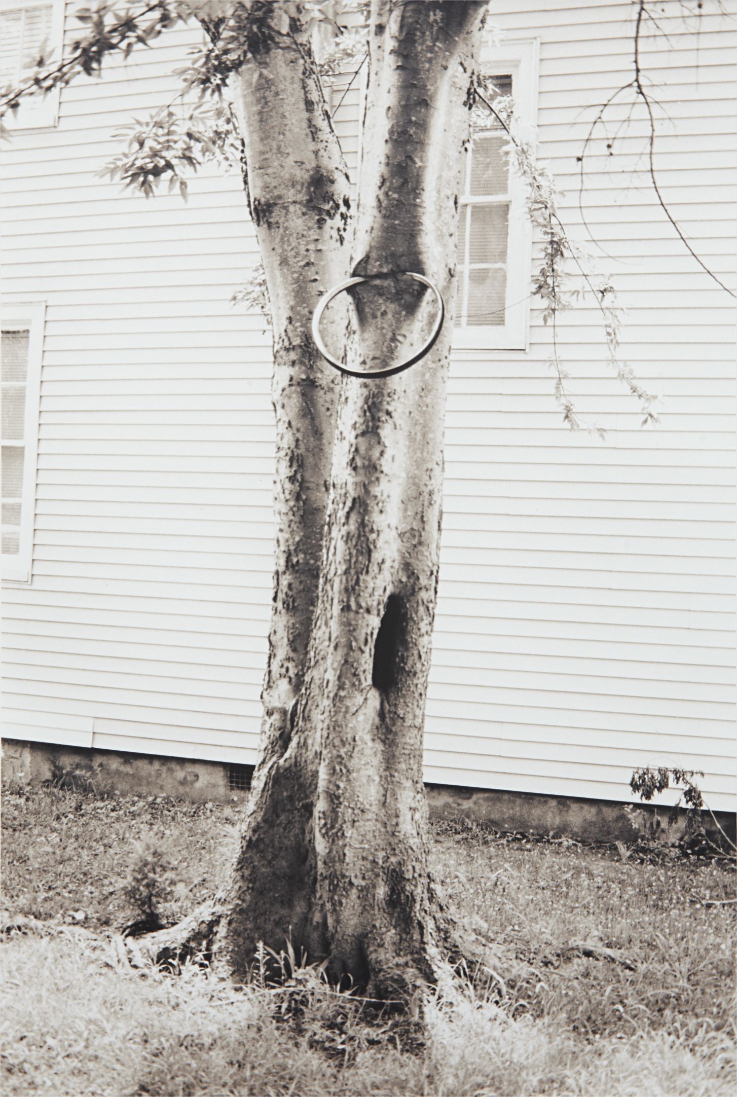 Money Tree (for Parkett 31)