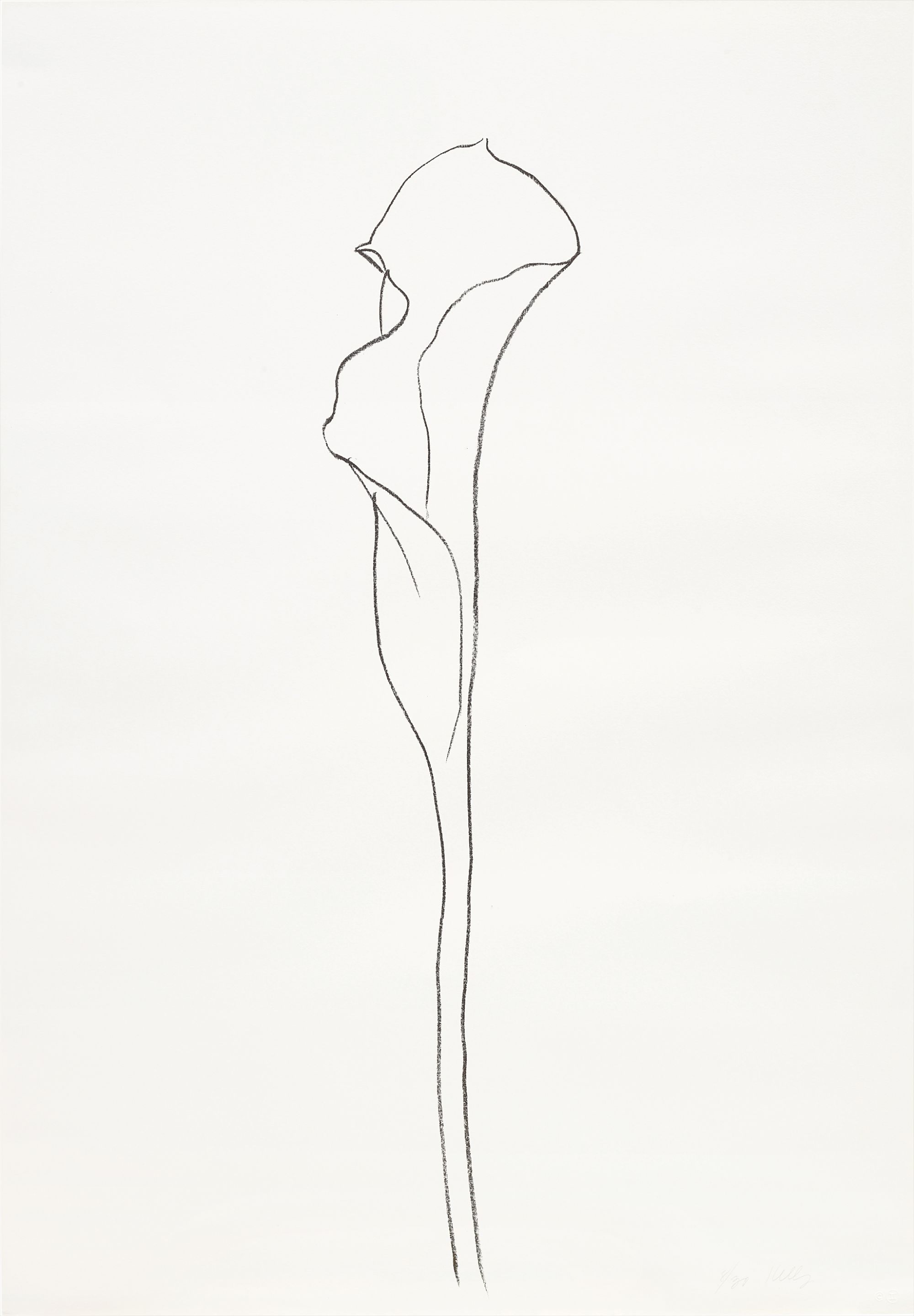 Ellsworth Kelly — Calla Lilly 3