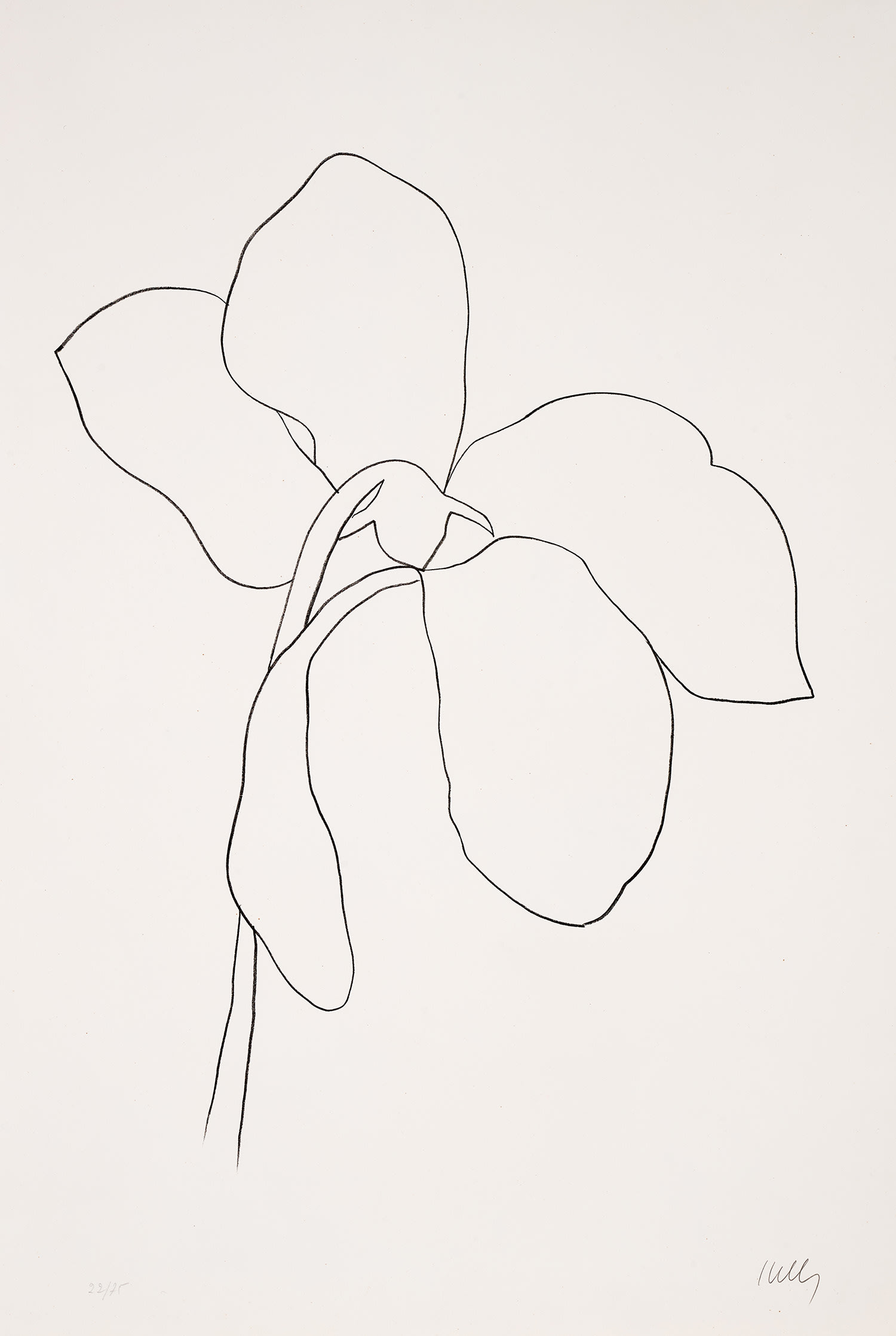 Ellsworth Kelly — Cyclamen III, from Suite of Plant Lithographs (A. 38)