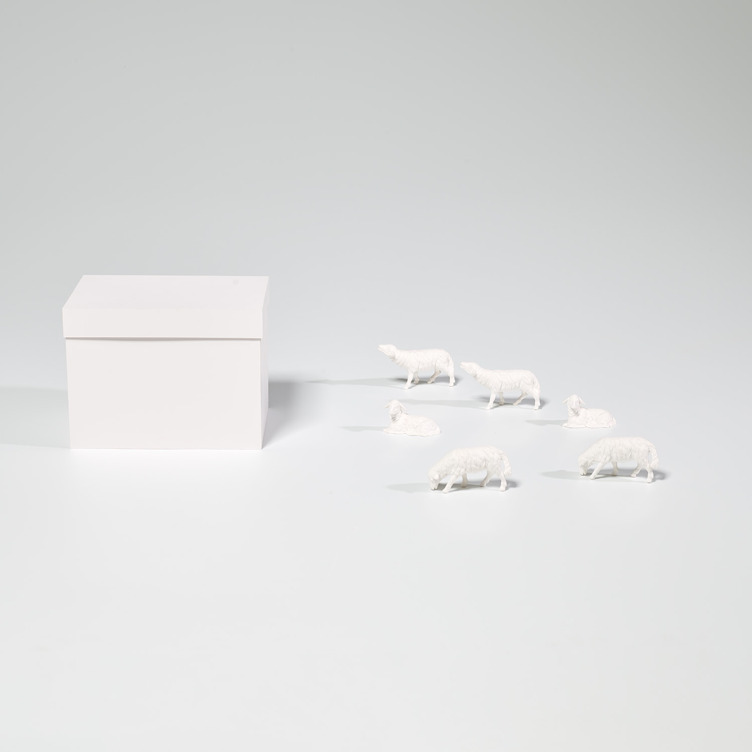 Schafe und Weißer Pappkarton (Sheep and White Cardboard Box)