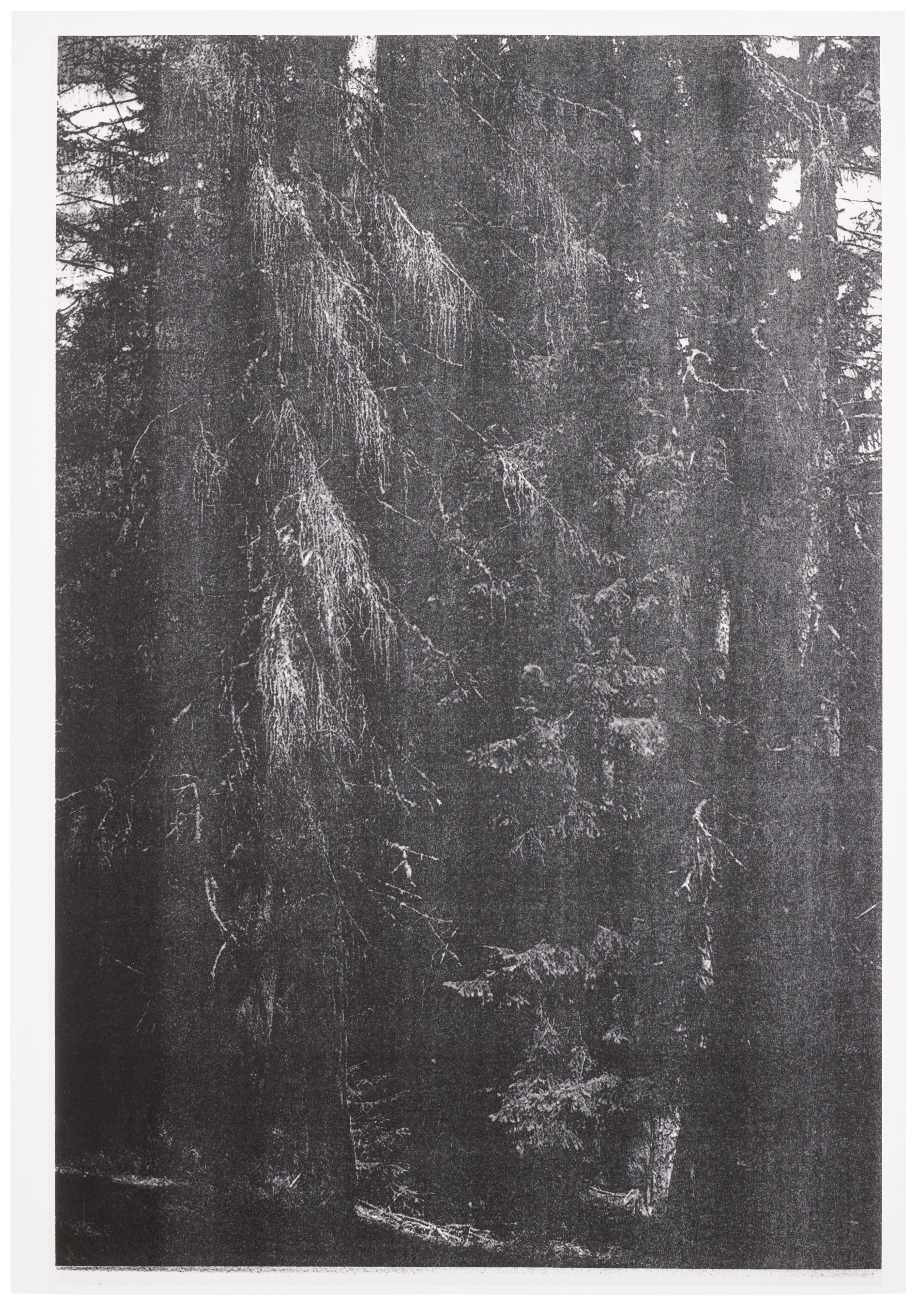 Wolfgang Tillmans — Wald (Briol III)
