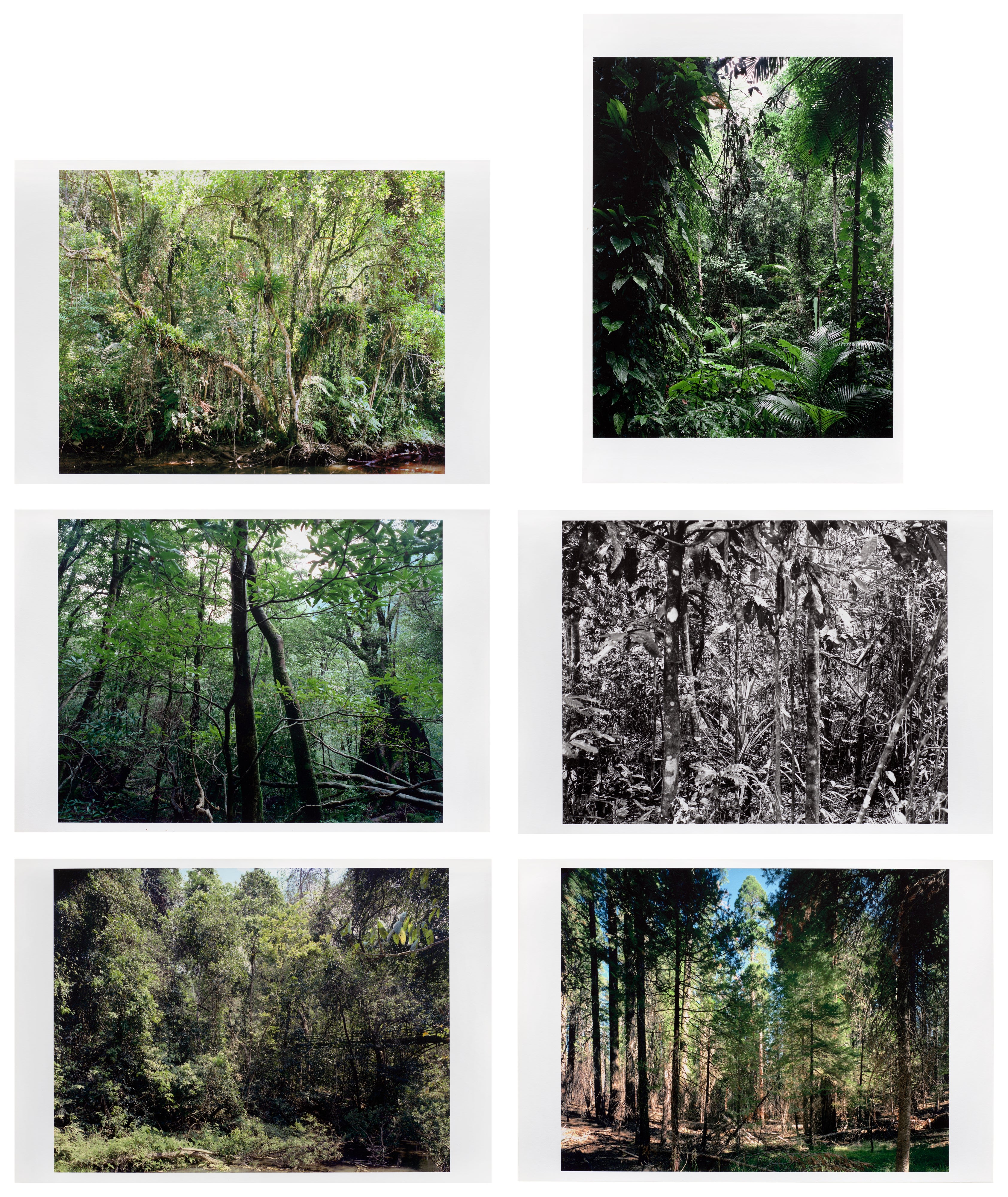 Thomas Struth — Paradise (Griffelkunst)