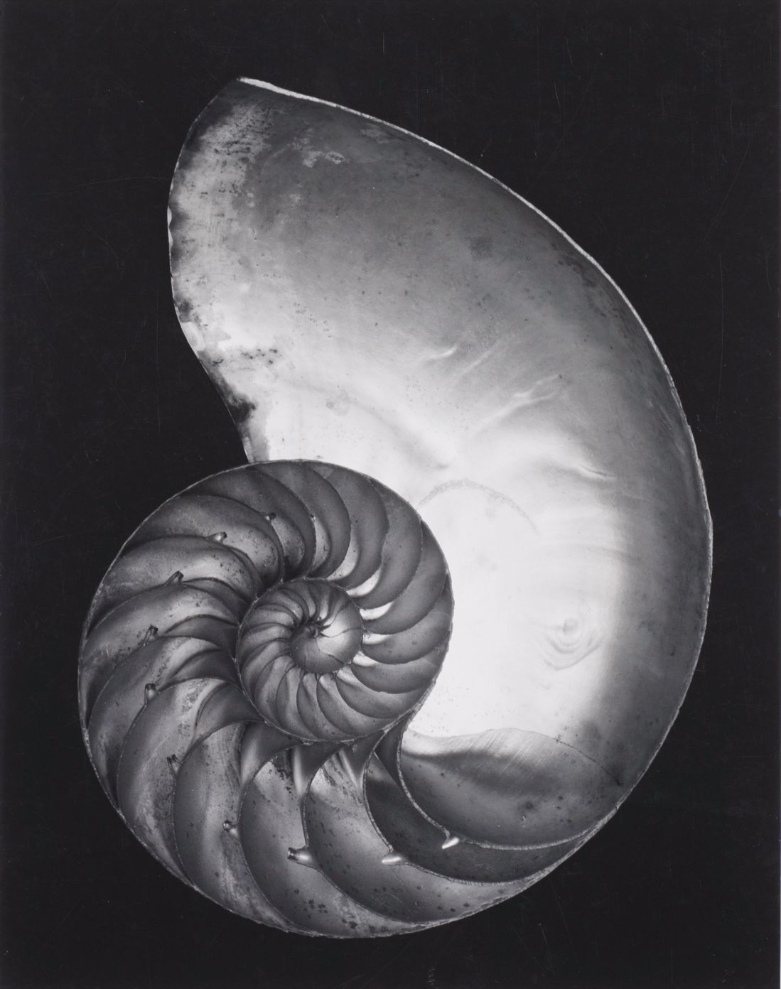 Edward Weston — Nautilus Shell (Cross-section)