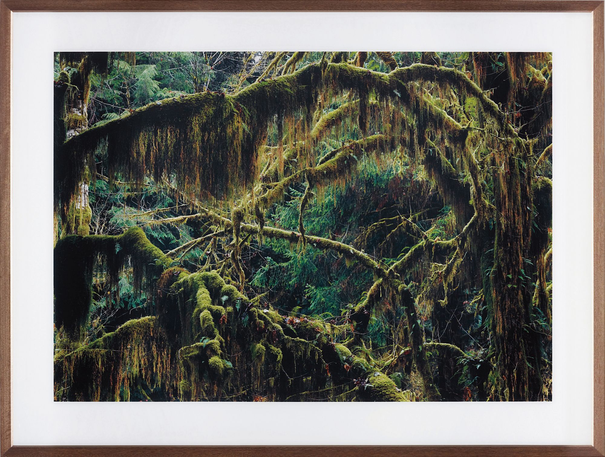 Olympic Peninsula I - Washington, USA