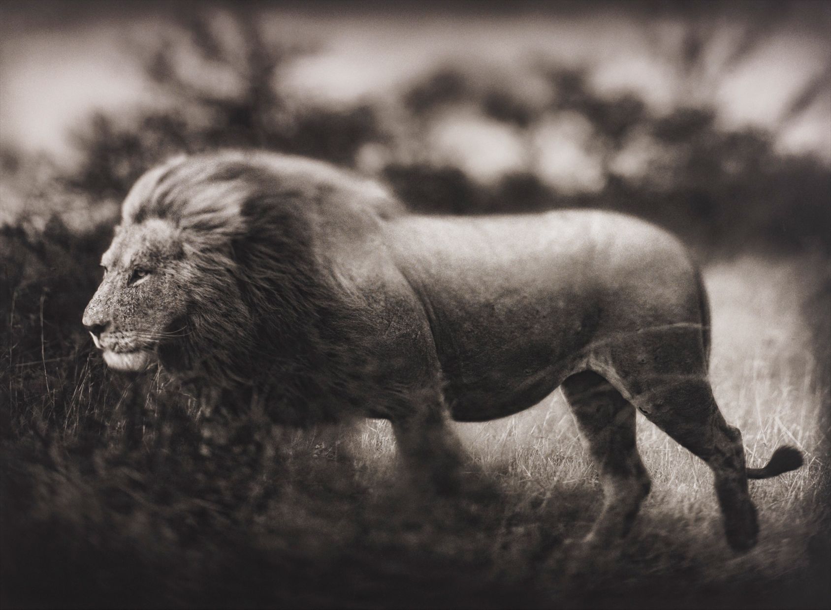 Nick Brandt — Windswept Lion, Serengeti