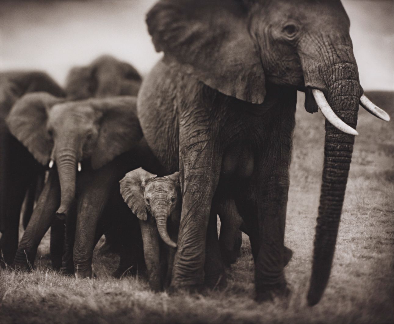 Nick Brandt — Elephant Mother and two babies, Serengeti