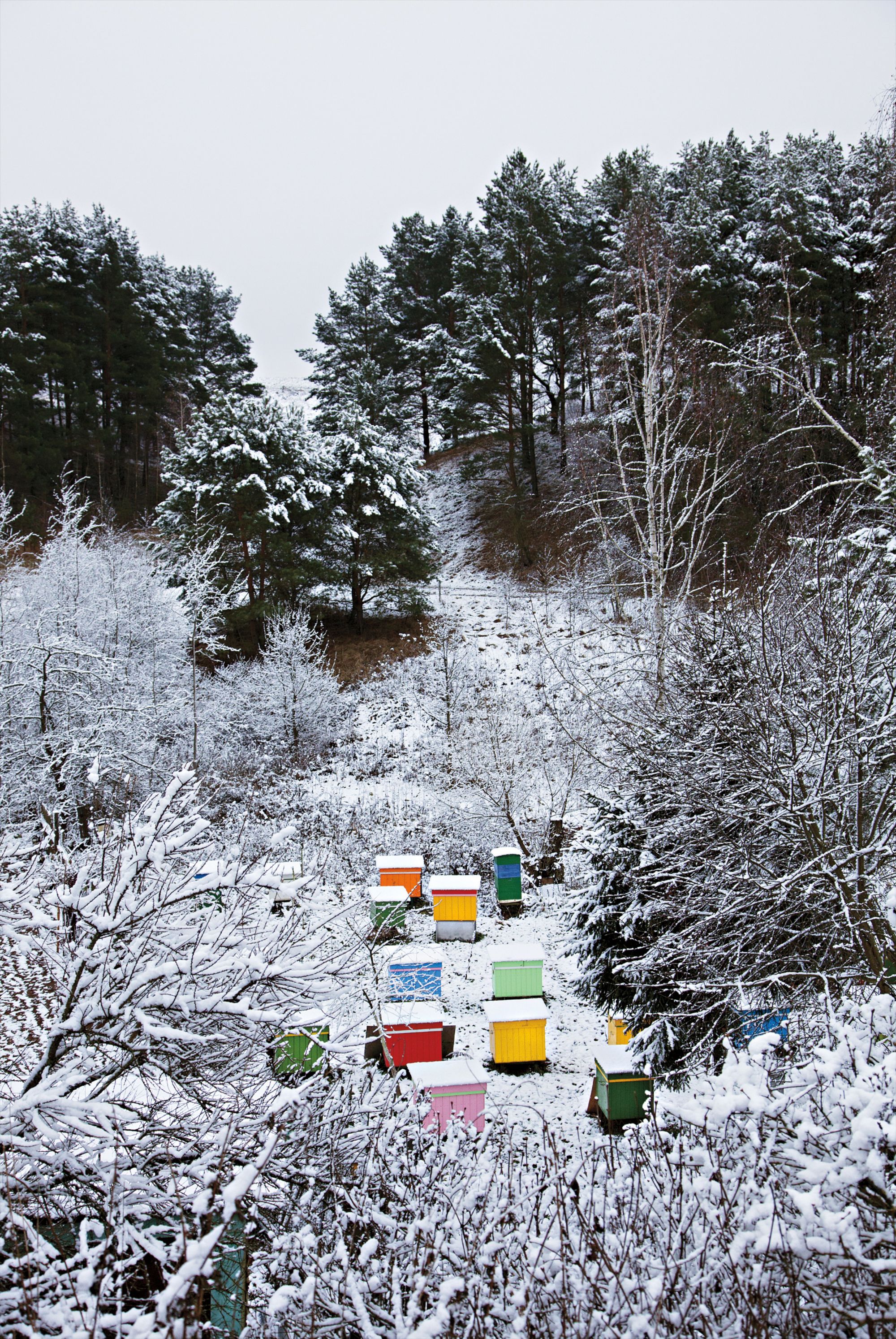 Tim Parchikov — Bee-garden, Islavskoe from Bizzarro