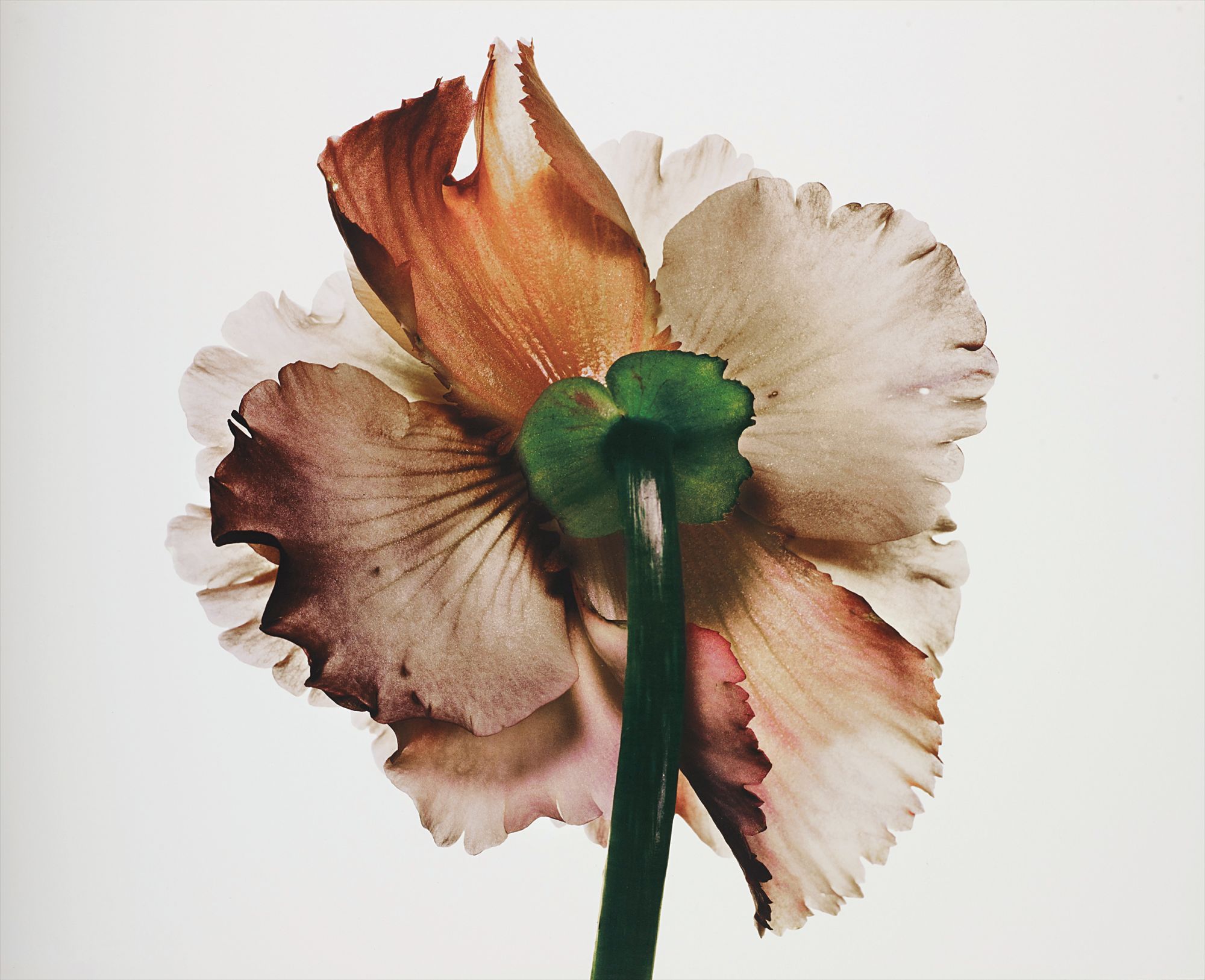 Irving Penn — Tuberous Begonia, New York