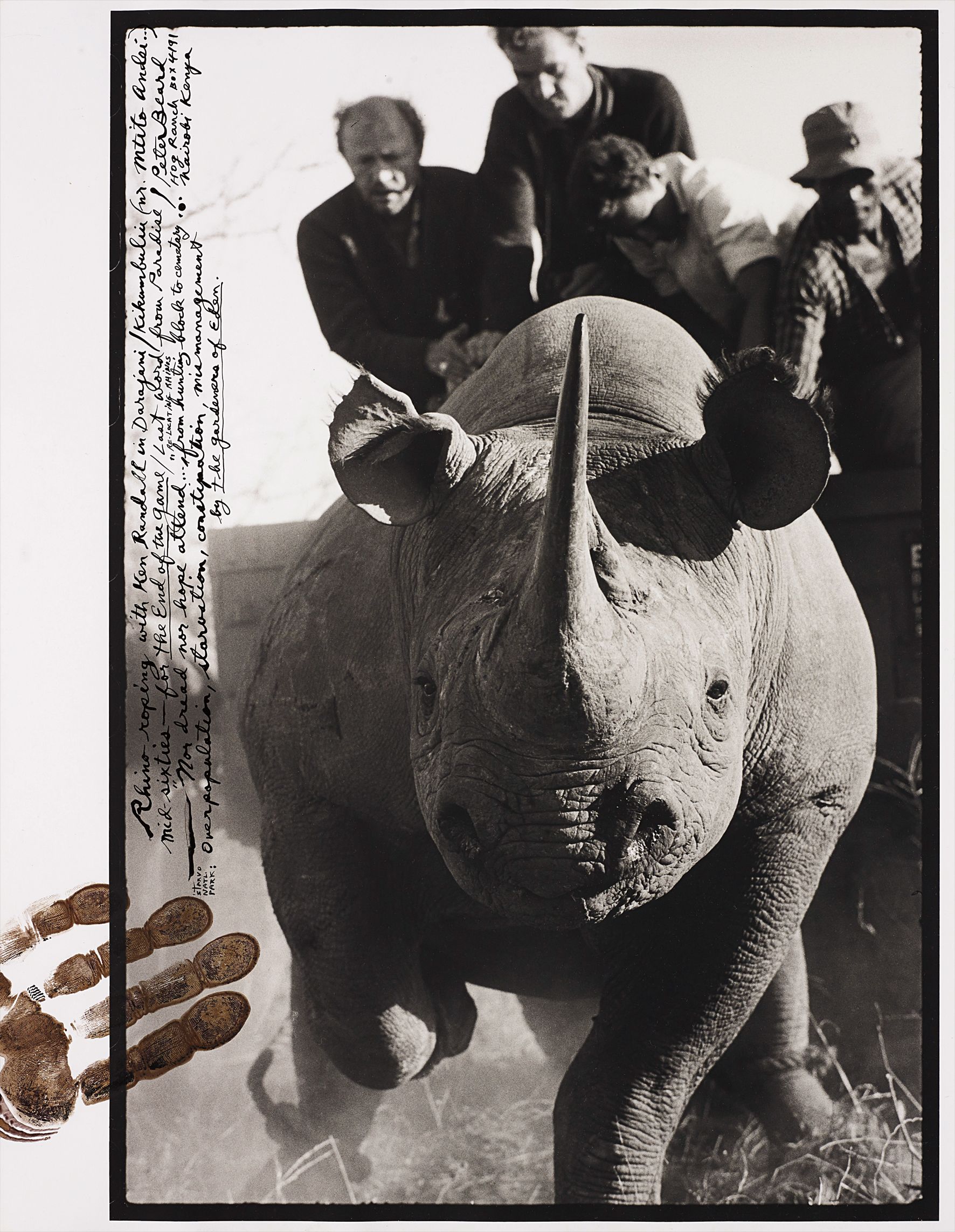 Peter Beard — Rhino Roping with Ken Randall in Darajani, Tsavo, Kenya