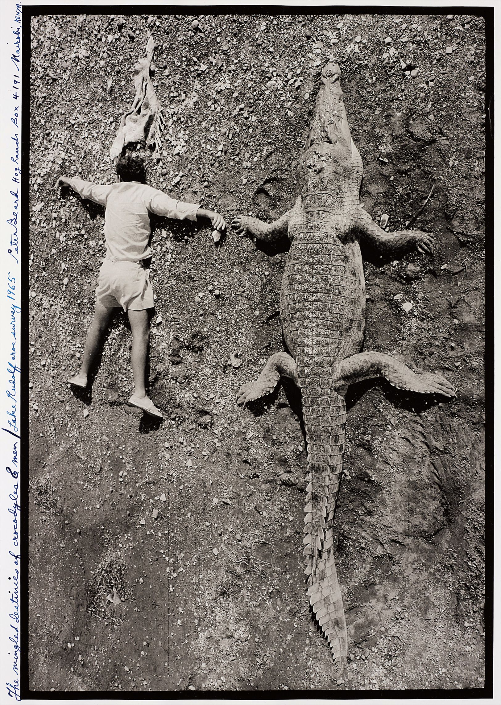 Peter Beard — Alistair and Croc, The Mingled Destinies of Crocodiles and Men, Lake Rudolf, Kenya