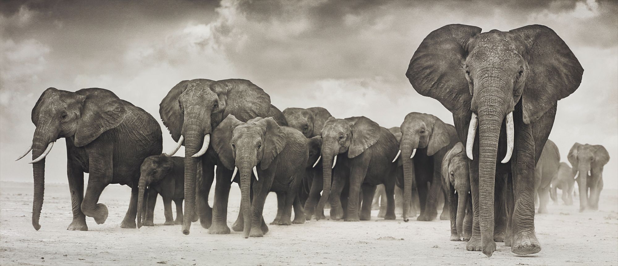 Nick Brandt — Elephants on the move, Amboseli