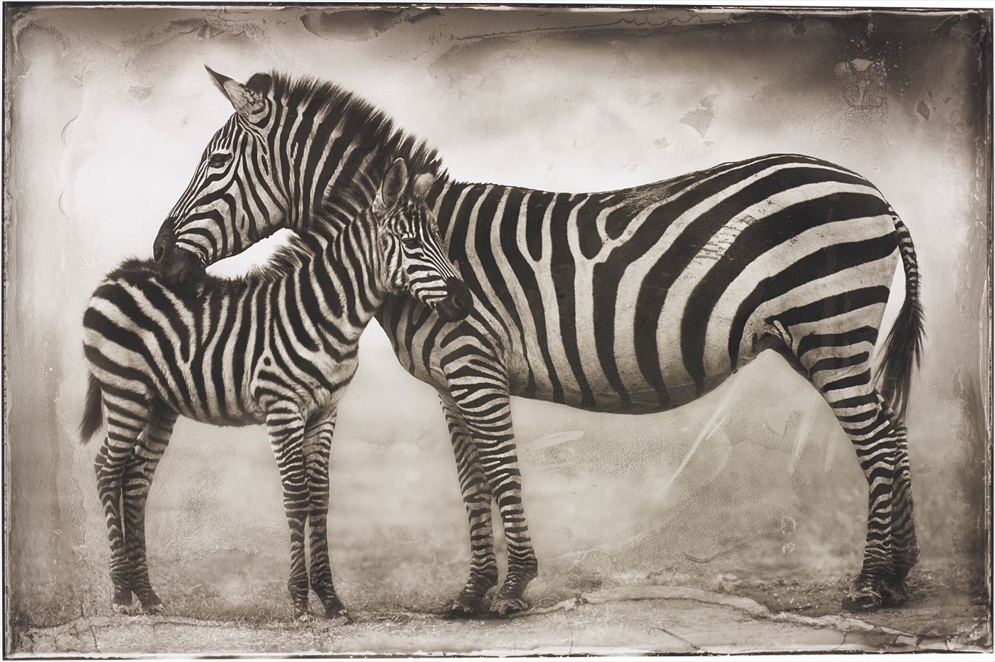 Nick Brandt — Portrait of Zebra Mother and Baby, Ngorongoro
