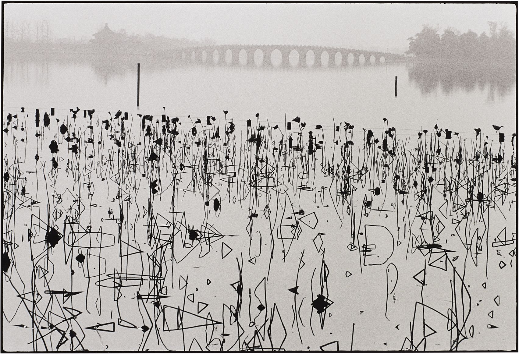 Wilted Lotus Blossoms, former Summer Palace, Kunming Lake, Beijing, China