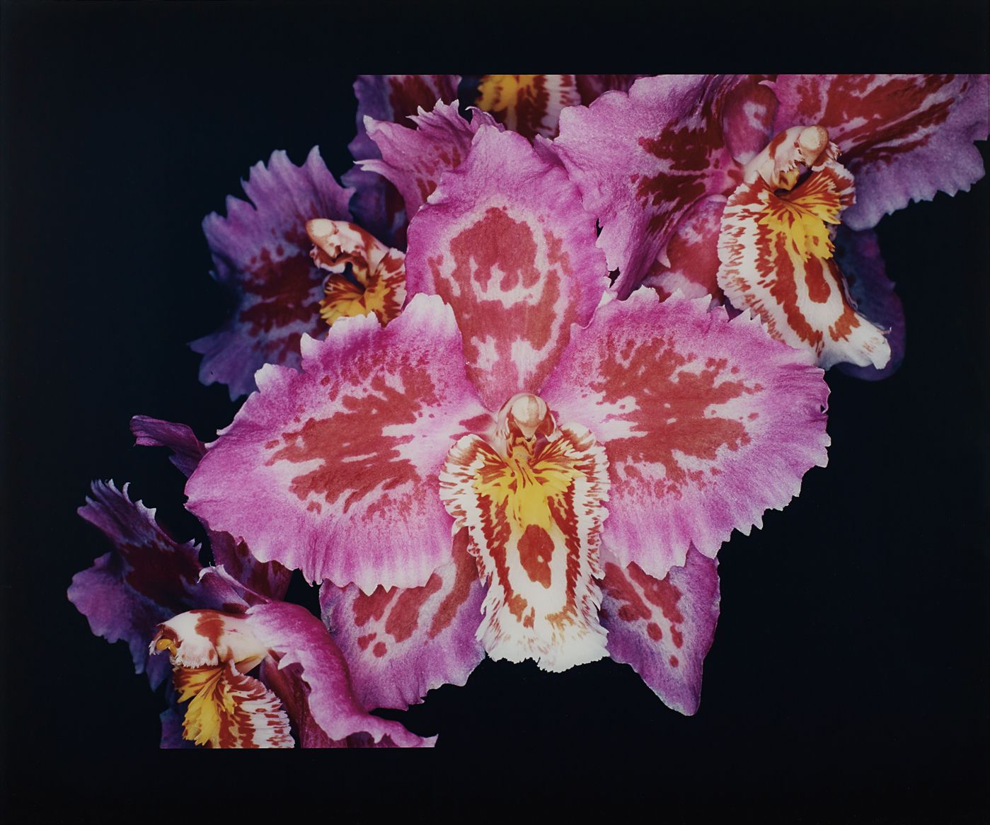 荒木経惟 Nobuyoshi Araki — n.d.