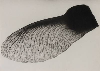 Field Maple [Acer Campestres]