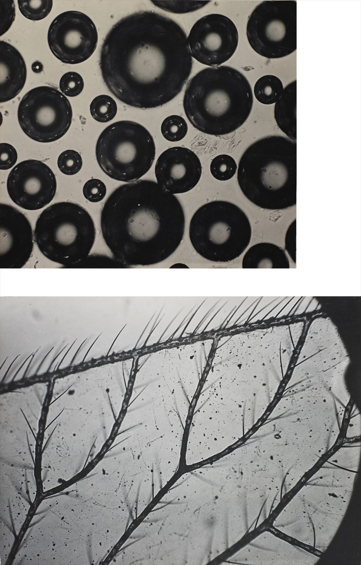 Spittle; Gnat's Wing