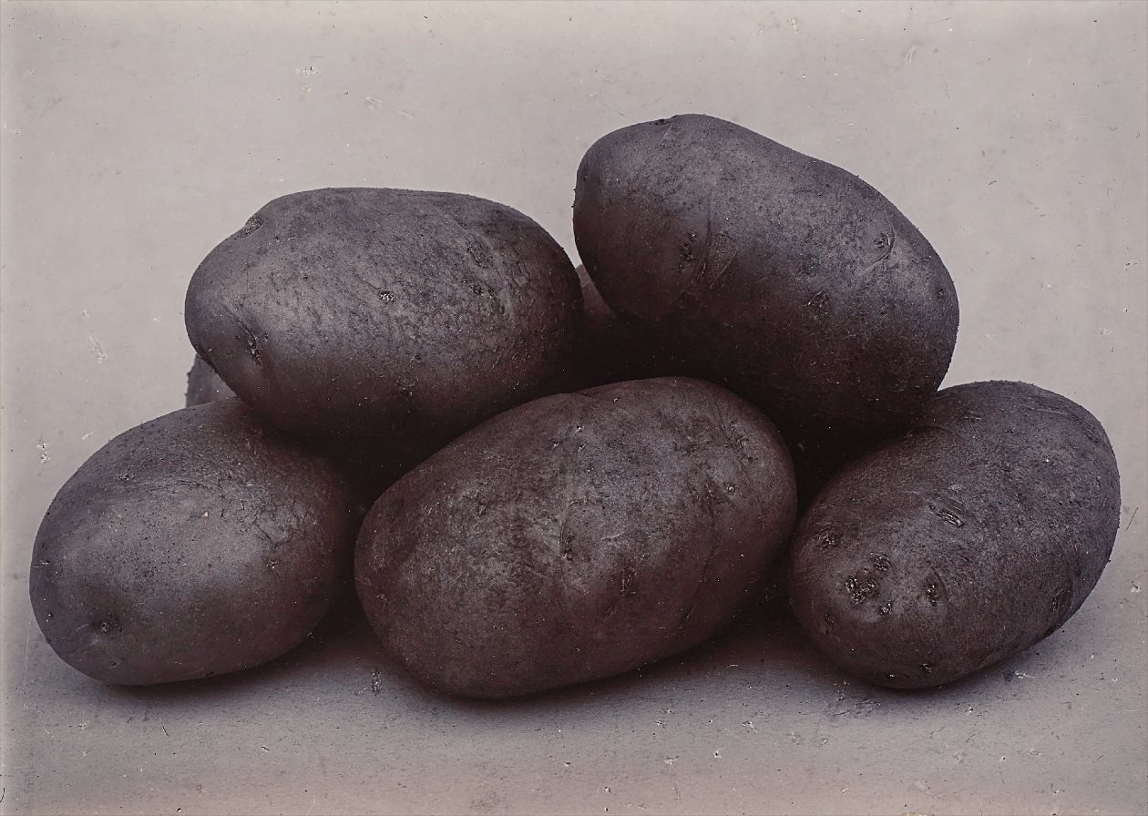 Charles Jones — Up-To-Date Potatoes