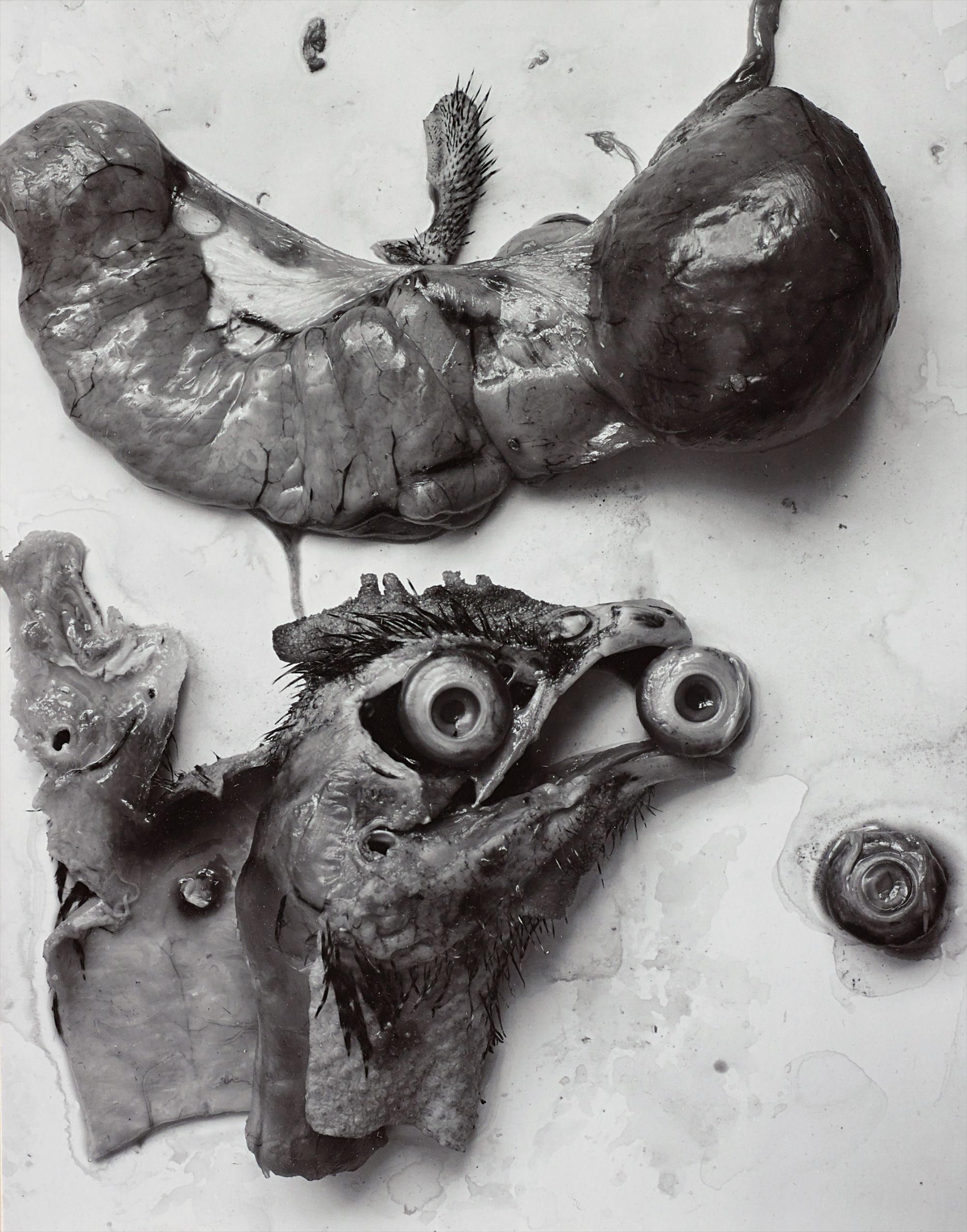 The Anatomy of a Chicken