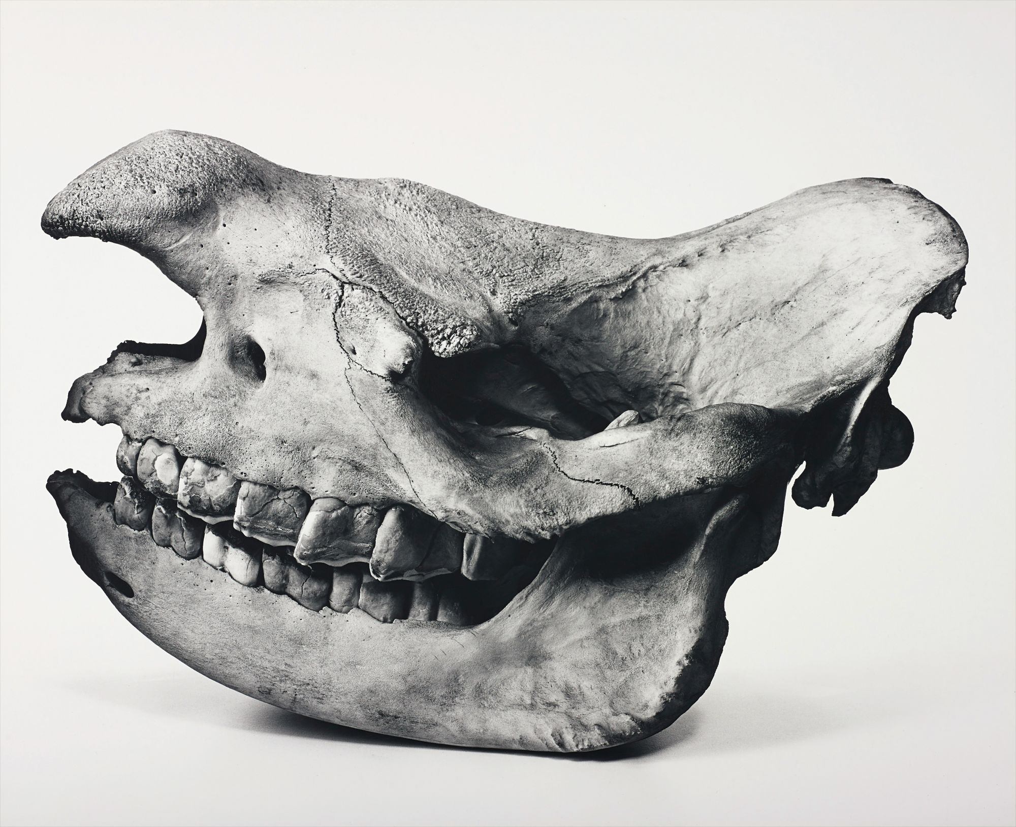Irving Penn — Black Rhino, Prague