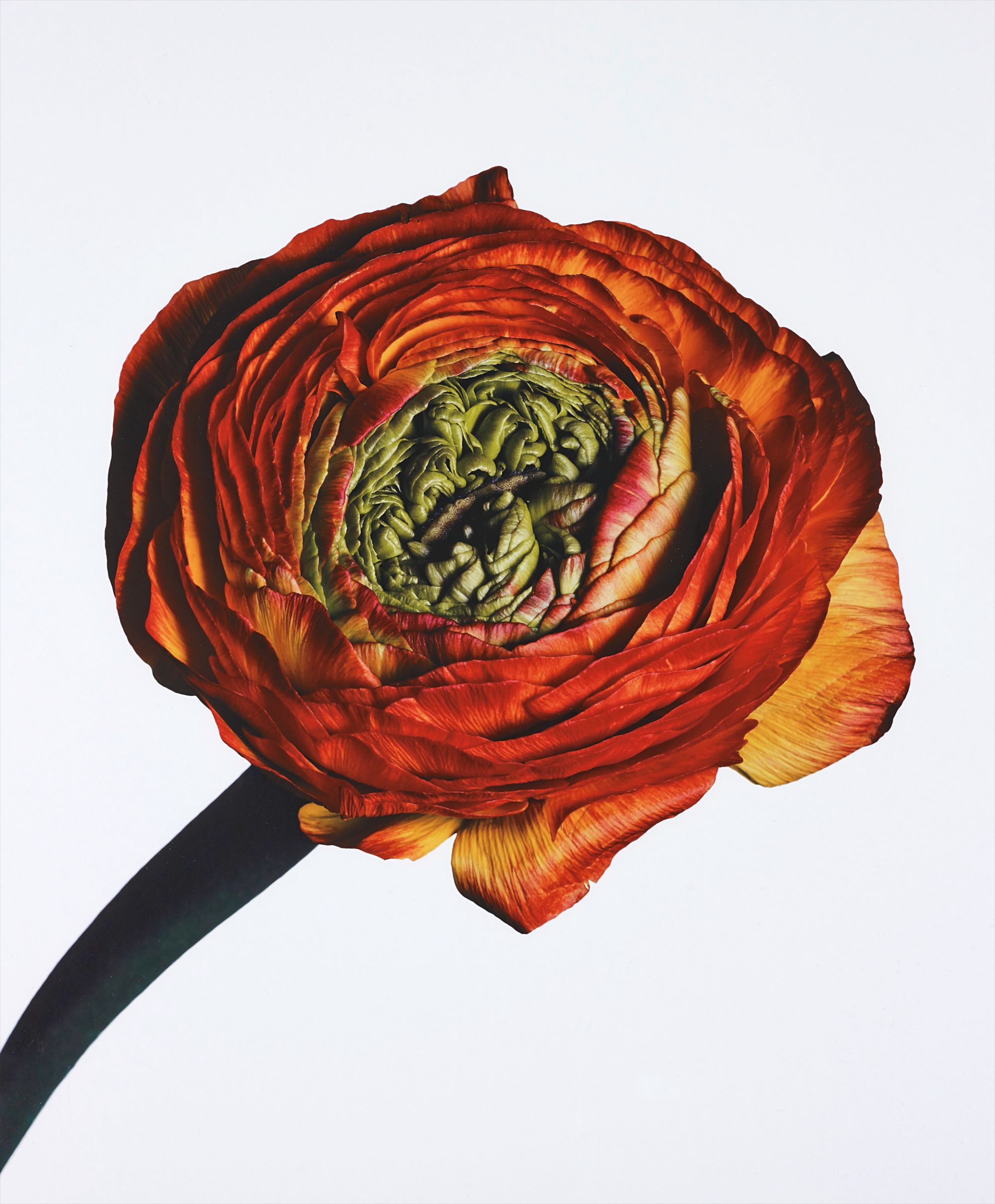 Irving Penn — Ranunculus/ Ranunculus asiaticus: Picotee, New York