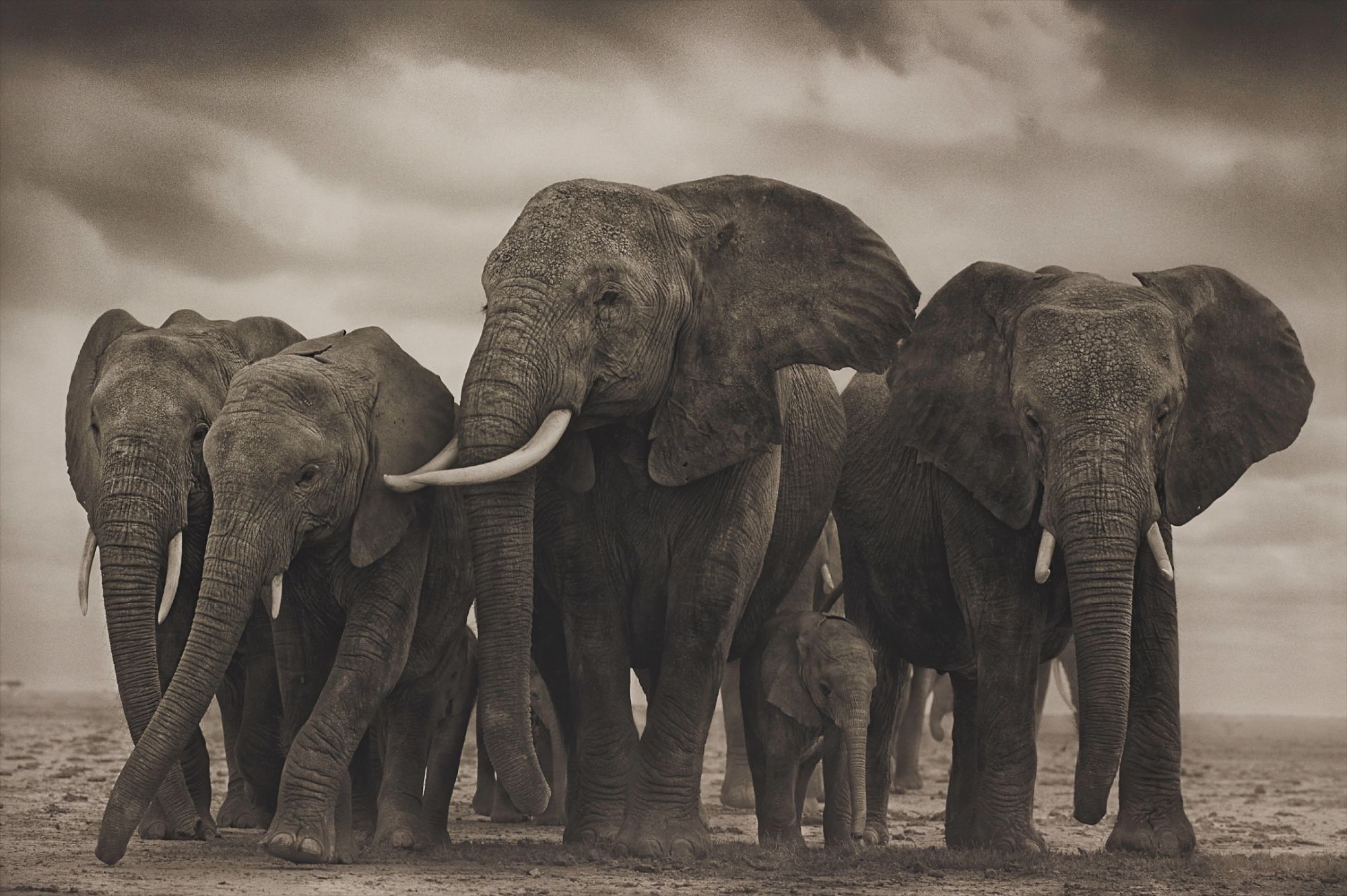 Nick Brandt — Elephant Five, Amboseli