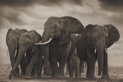 Elephant Five, Amboseli