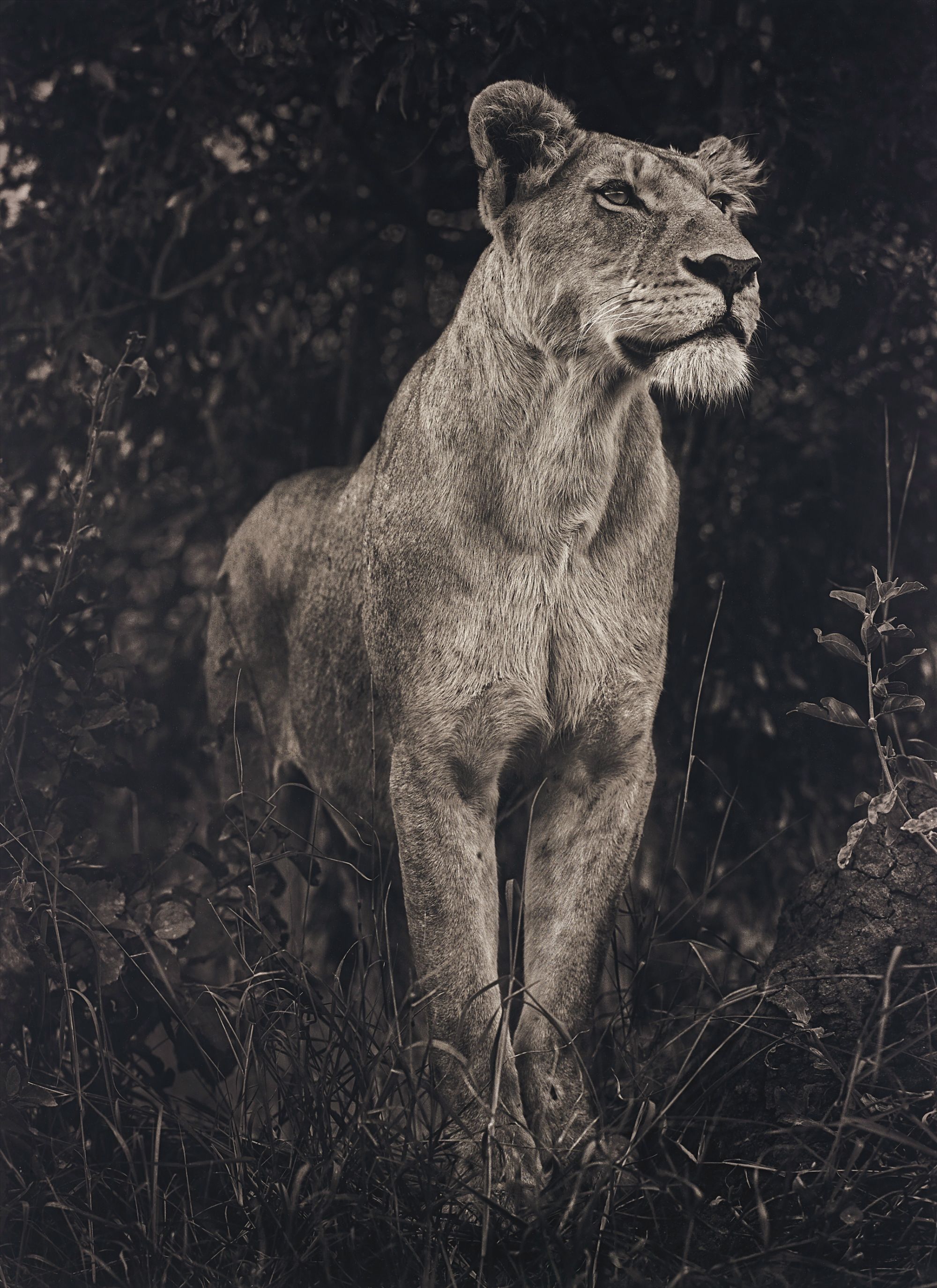 Nick Brandt — Lioness against dark foliage, Serengeti