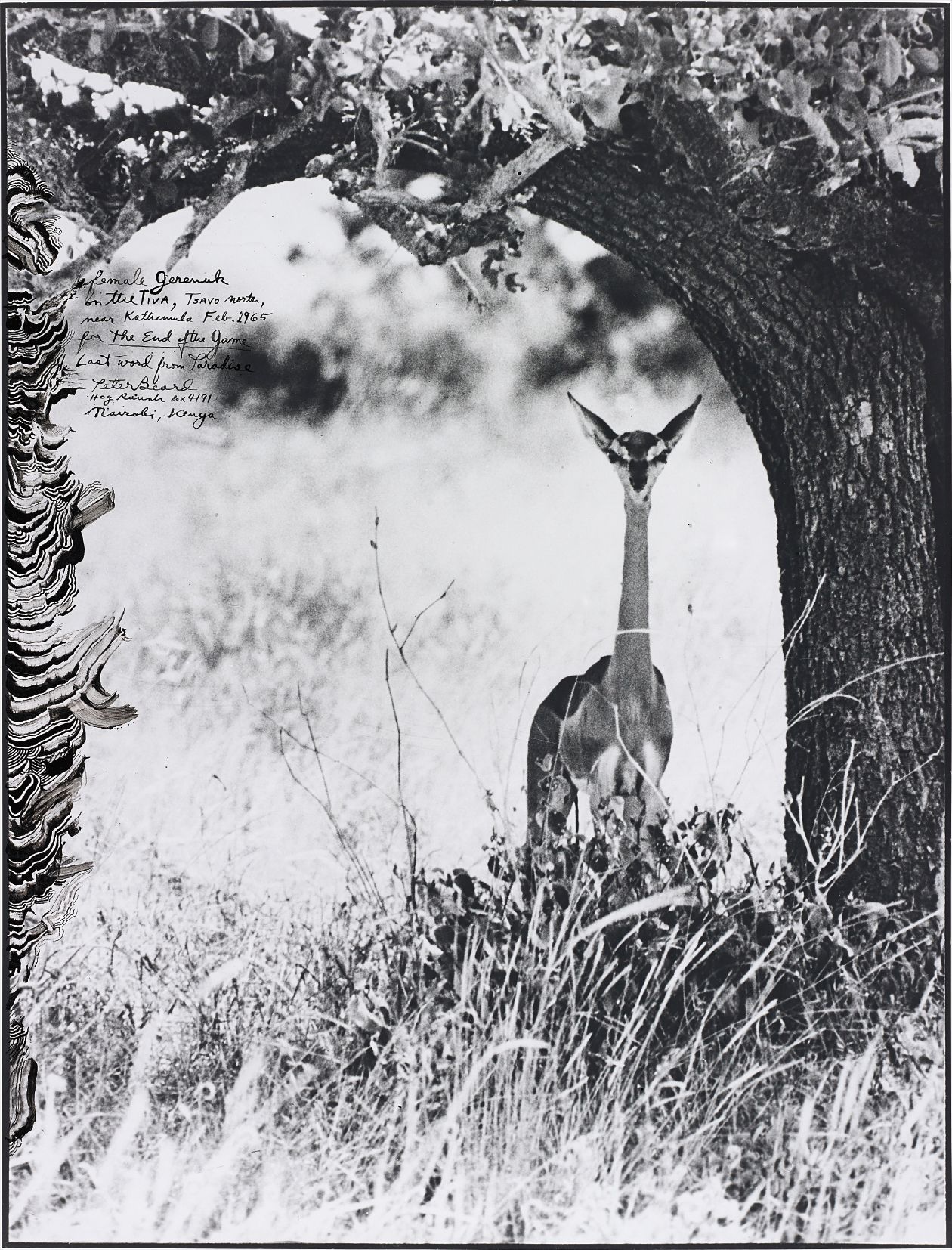 Peter Beard — Female Gerenuk on the Tiva, Tsavo north, near Kathemula, Feb.
