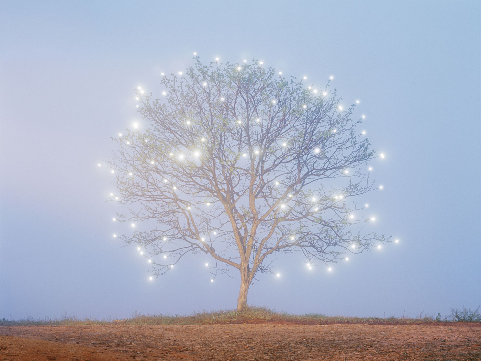 Lee Jeonglok — Tree of Life #1