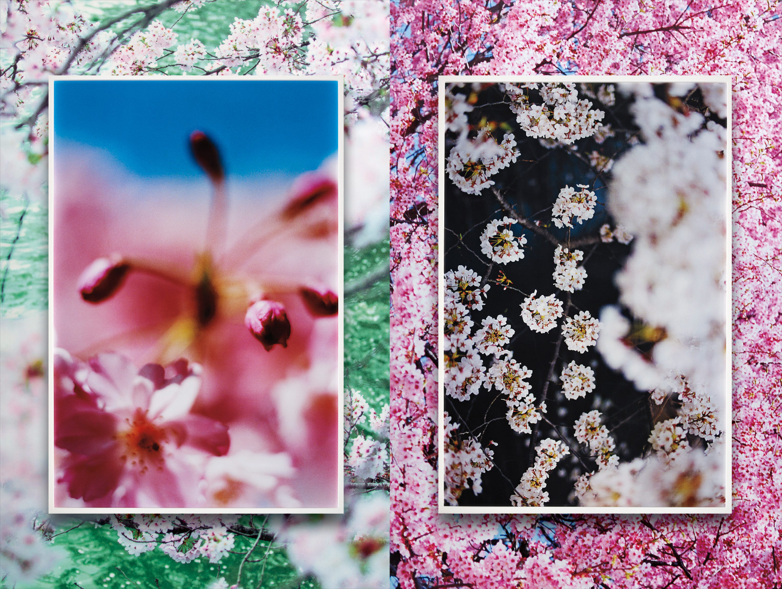 Mika Ninagawa — earthly flowers, heavenly colors