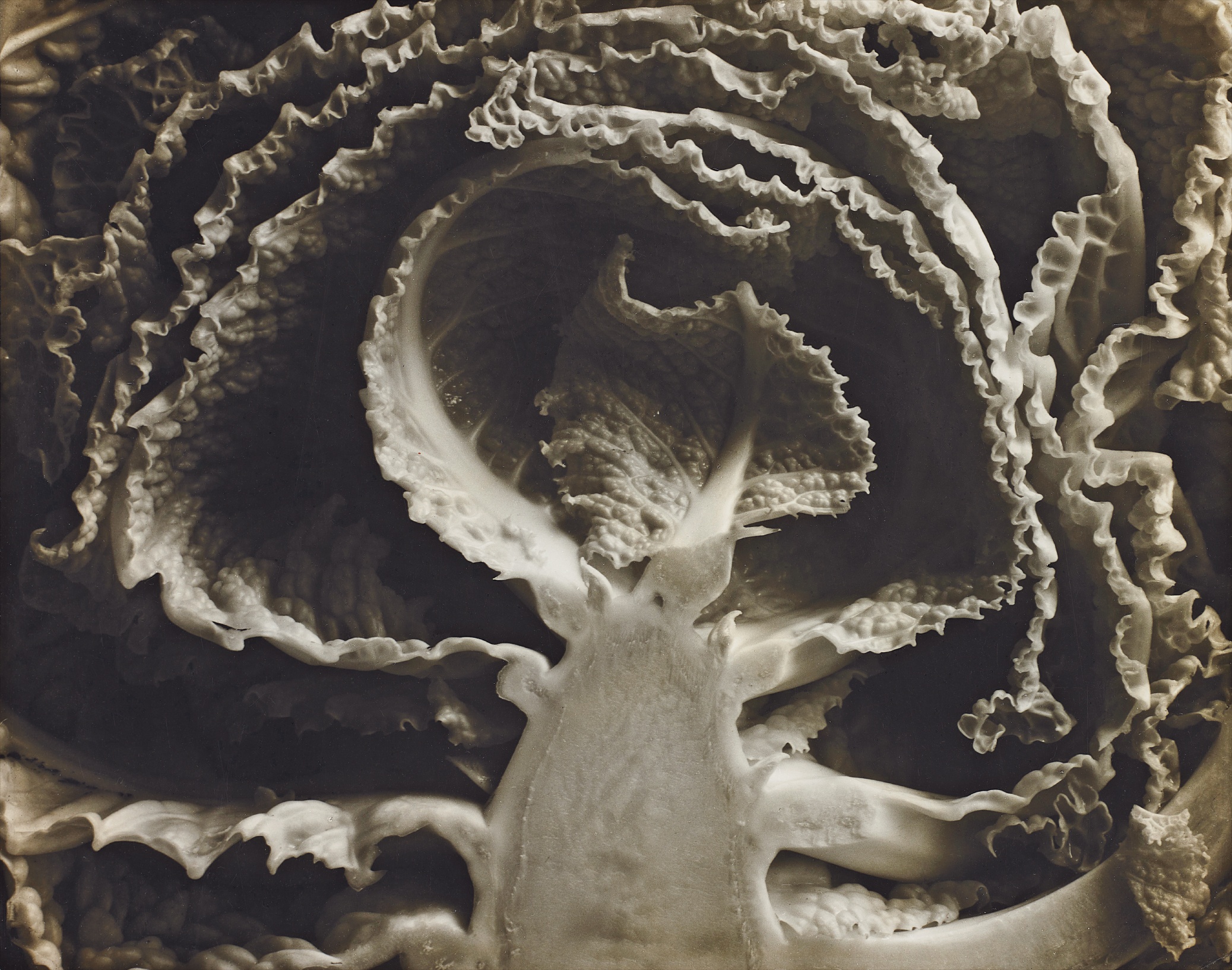 Edward Weston — Kale–Halved