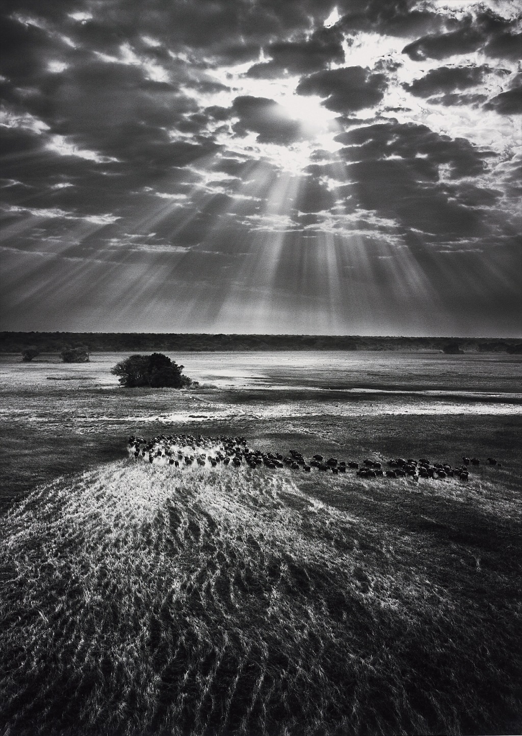 Sebastião Salgado — Herd of Buffalo, Kafue National Park, Zambia