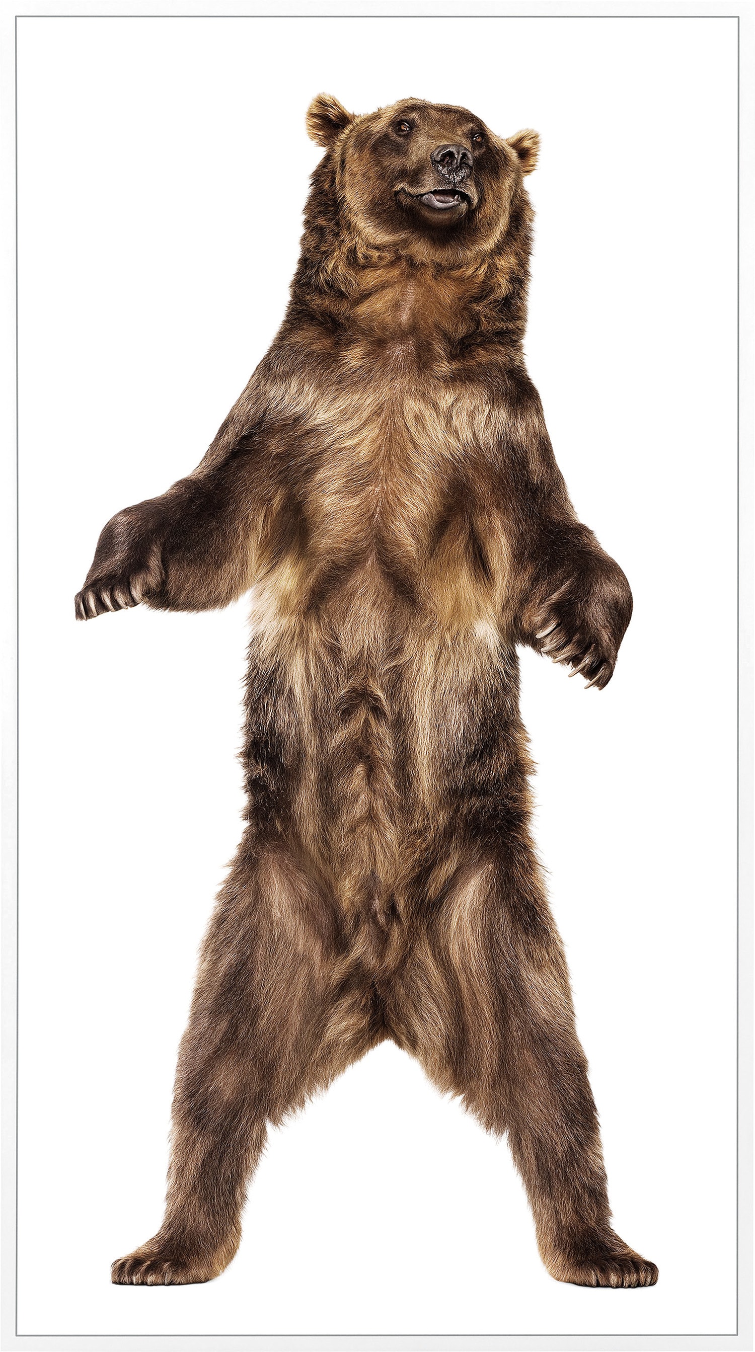 Andrew Zuckerman — Grizzly Bear 26