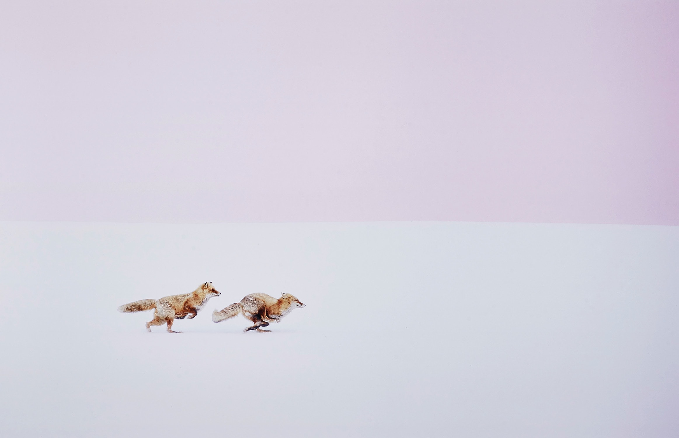 Hiroki Inoue — Fox Chase: Wherever you go, I will follow!