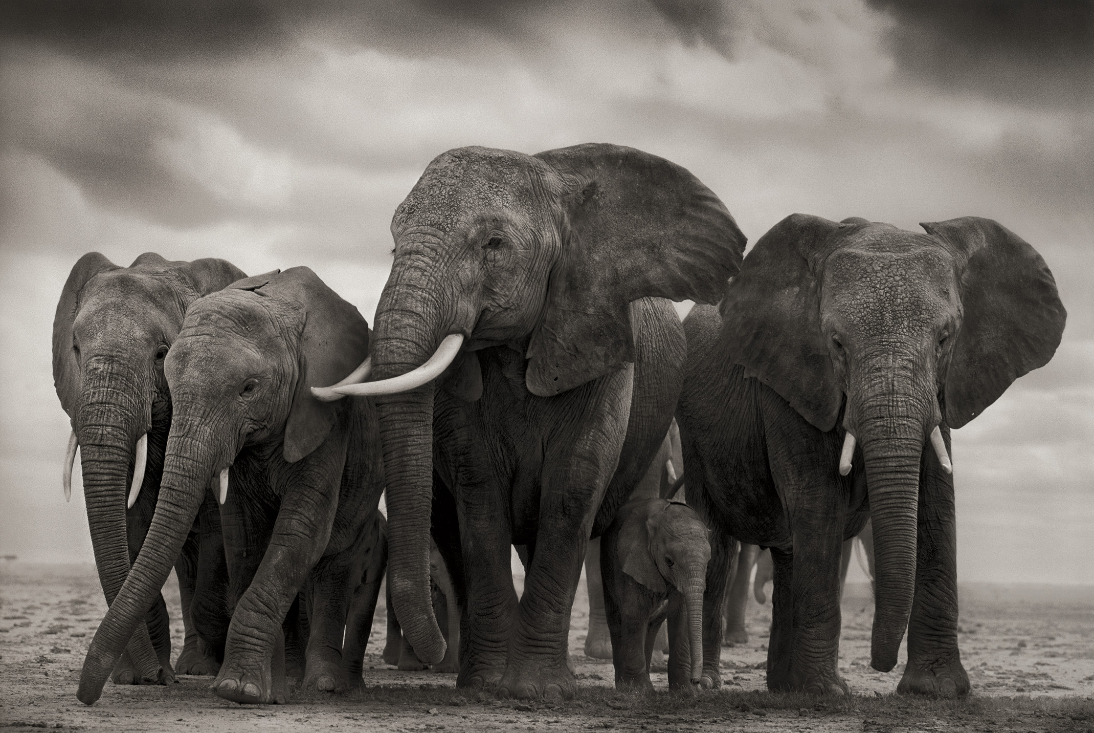Nick Brandt — Rhino on Lake, Lake Nakuru